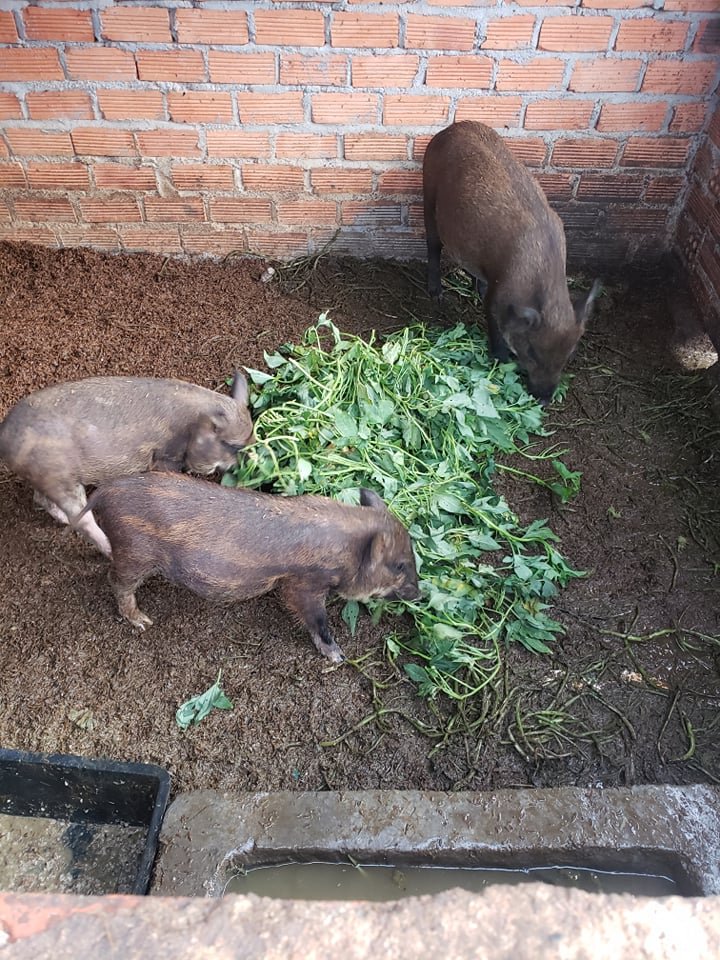 Spring Update: Pig Pen and More!