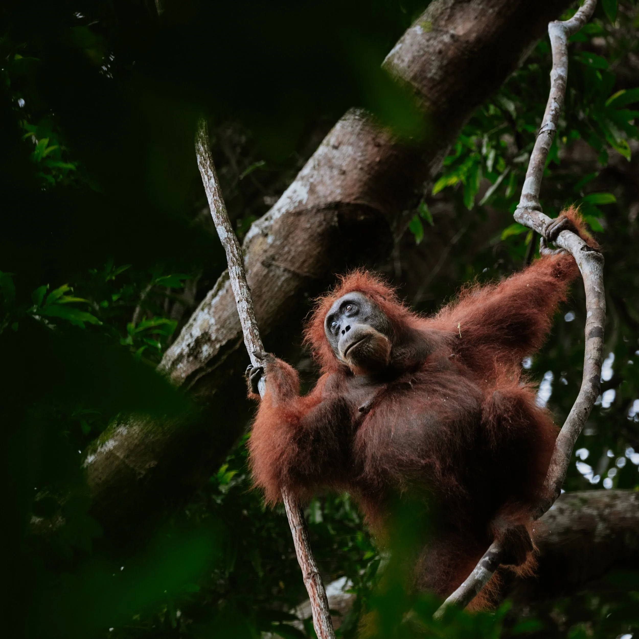Sumatra-Website-Slides-11.jpg