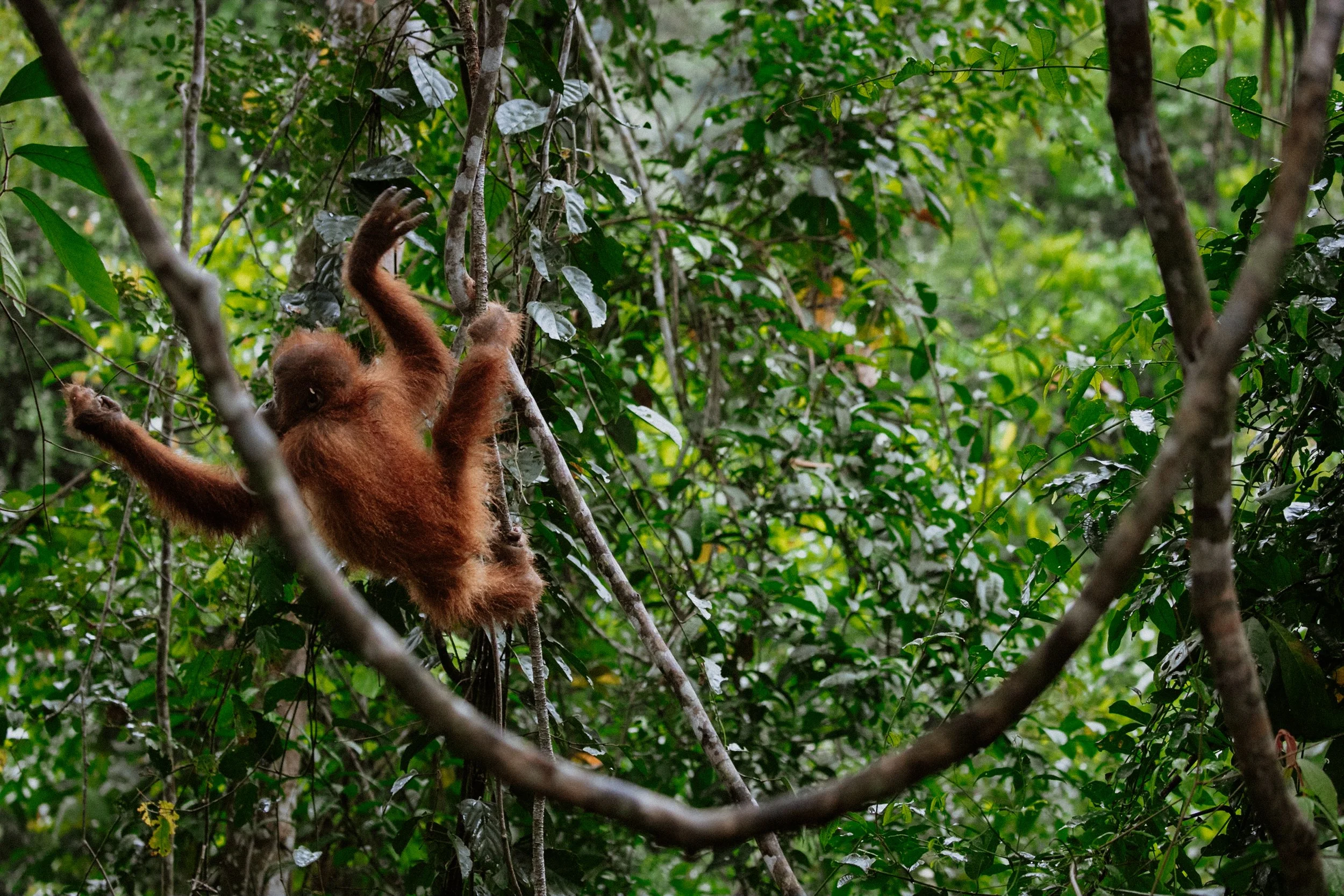 Sumatra-Website-Slides-12.jpg