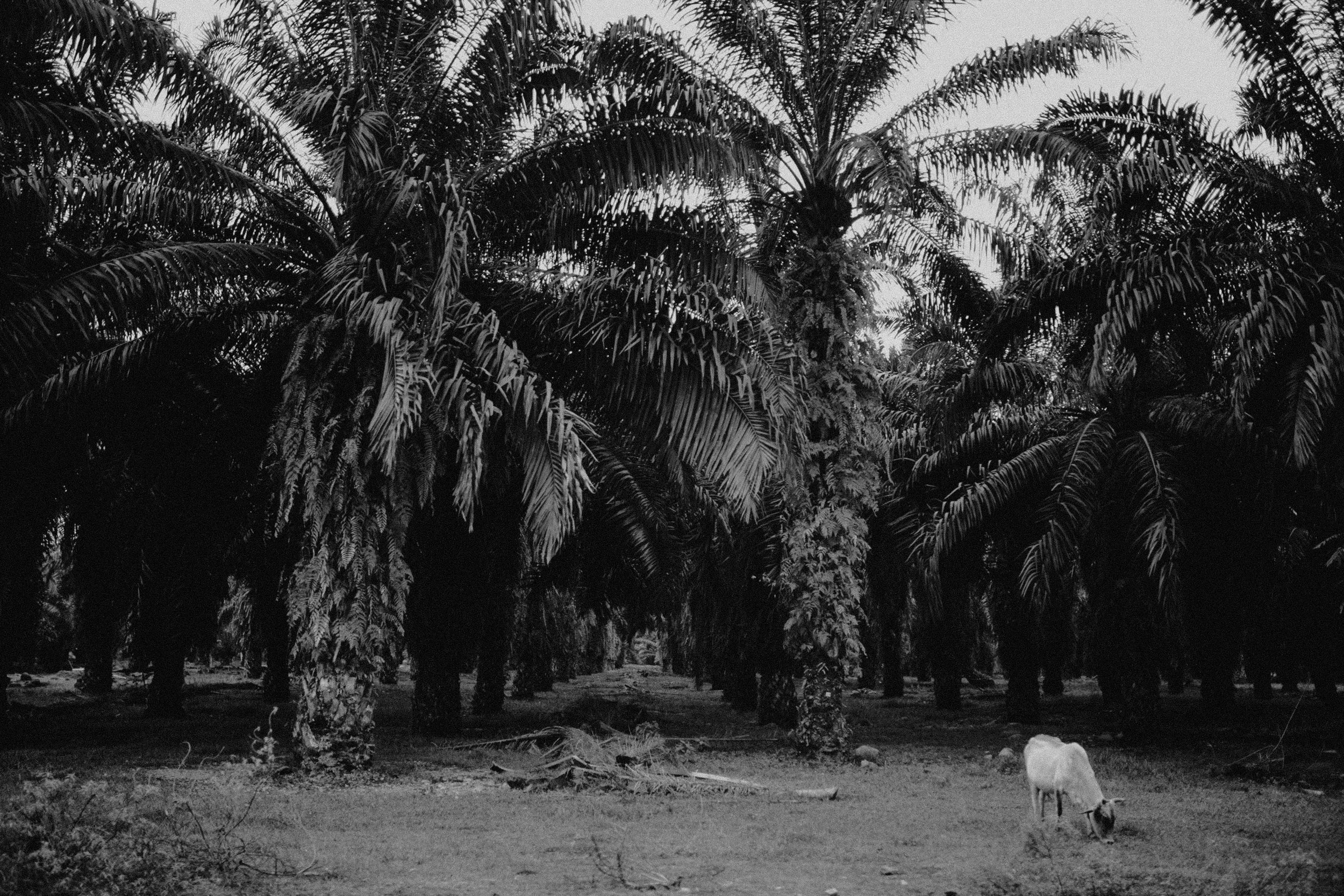 Sumatra-Website-Slides-13.jpg