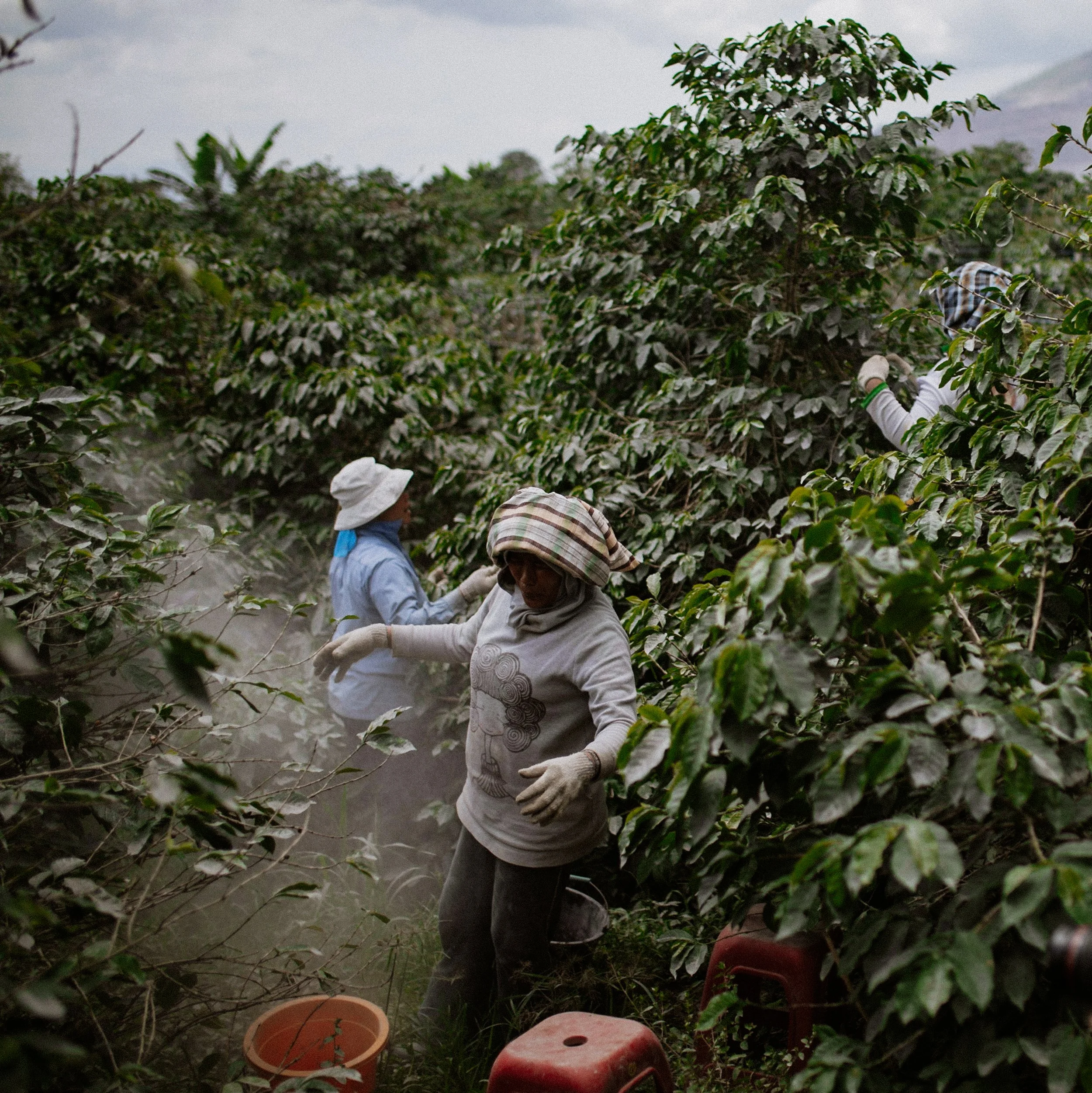 Sumatra-Website-Slides-20.jpg