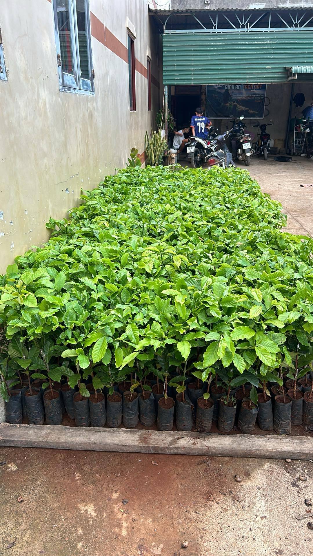 🌱 Growing Hope: Supporting 1,000 New Coffee Plants in Indigenous Farmland