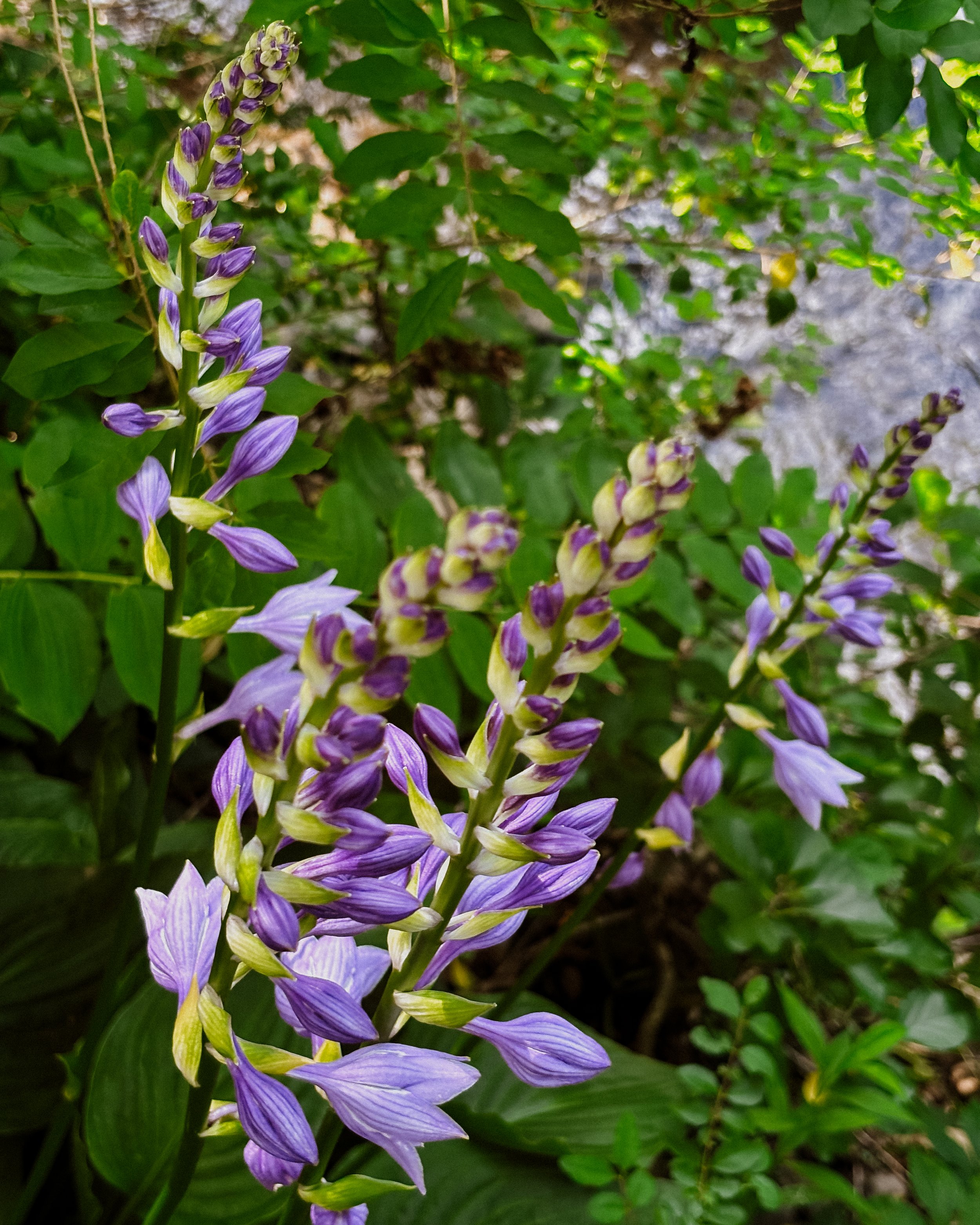Dalaya-Garden-3.jpg