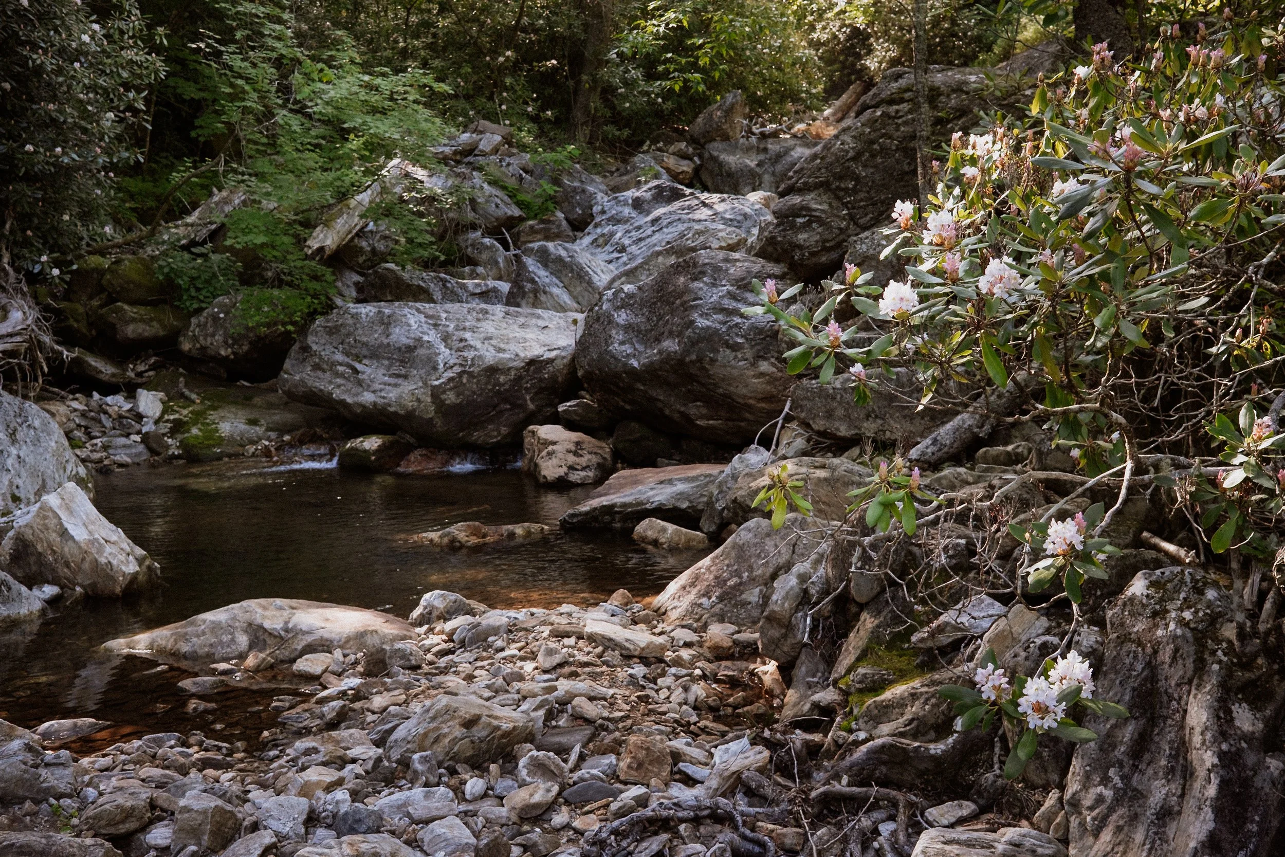 WNC-AAPI-Water-Hike-7.jpg