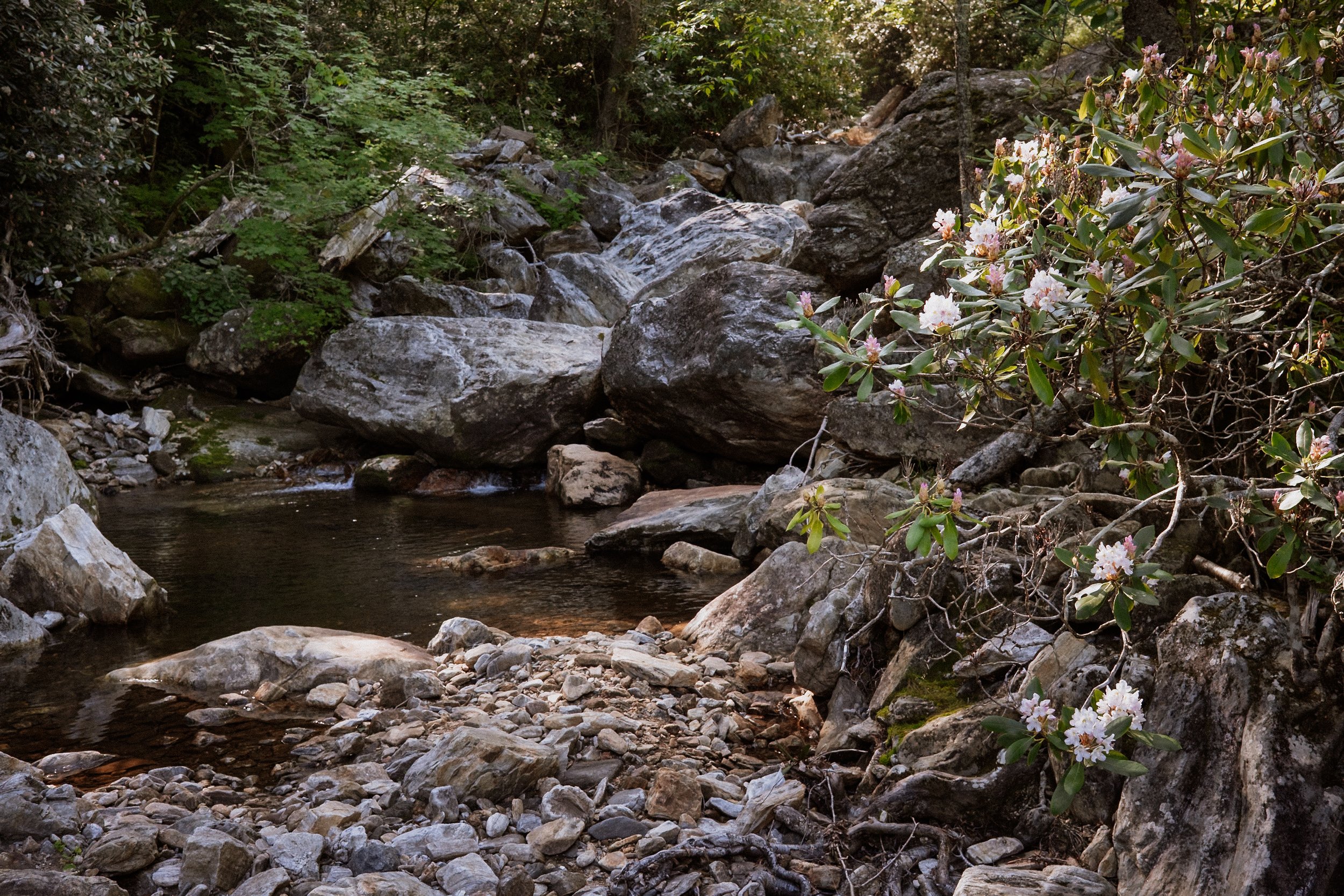 WNC-AAPI-Water-Hike-7.jpg