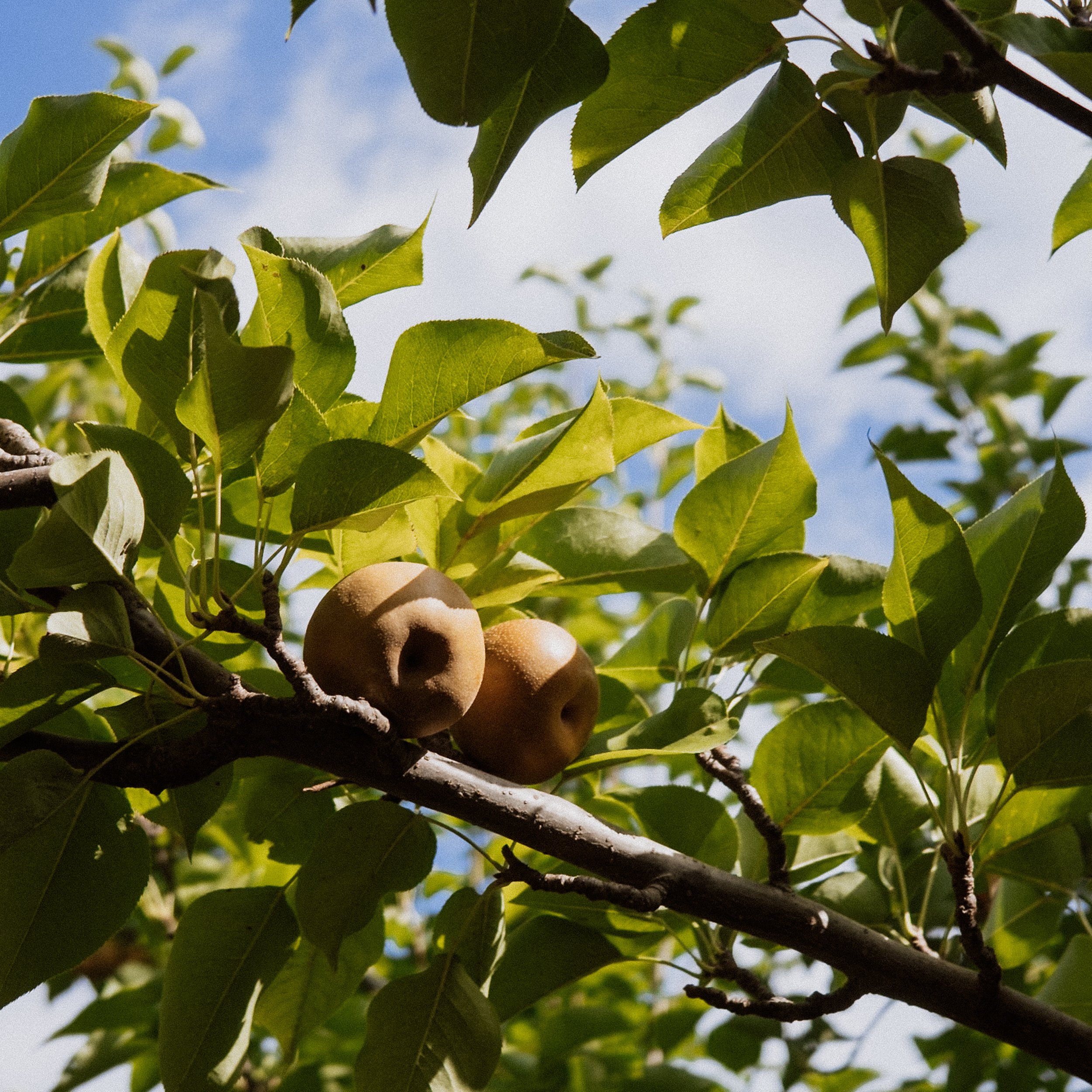 AAPI-Pears-2.jpg