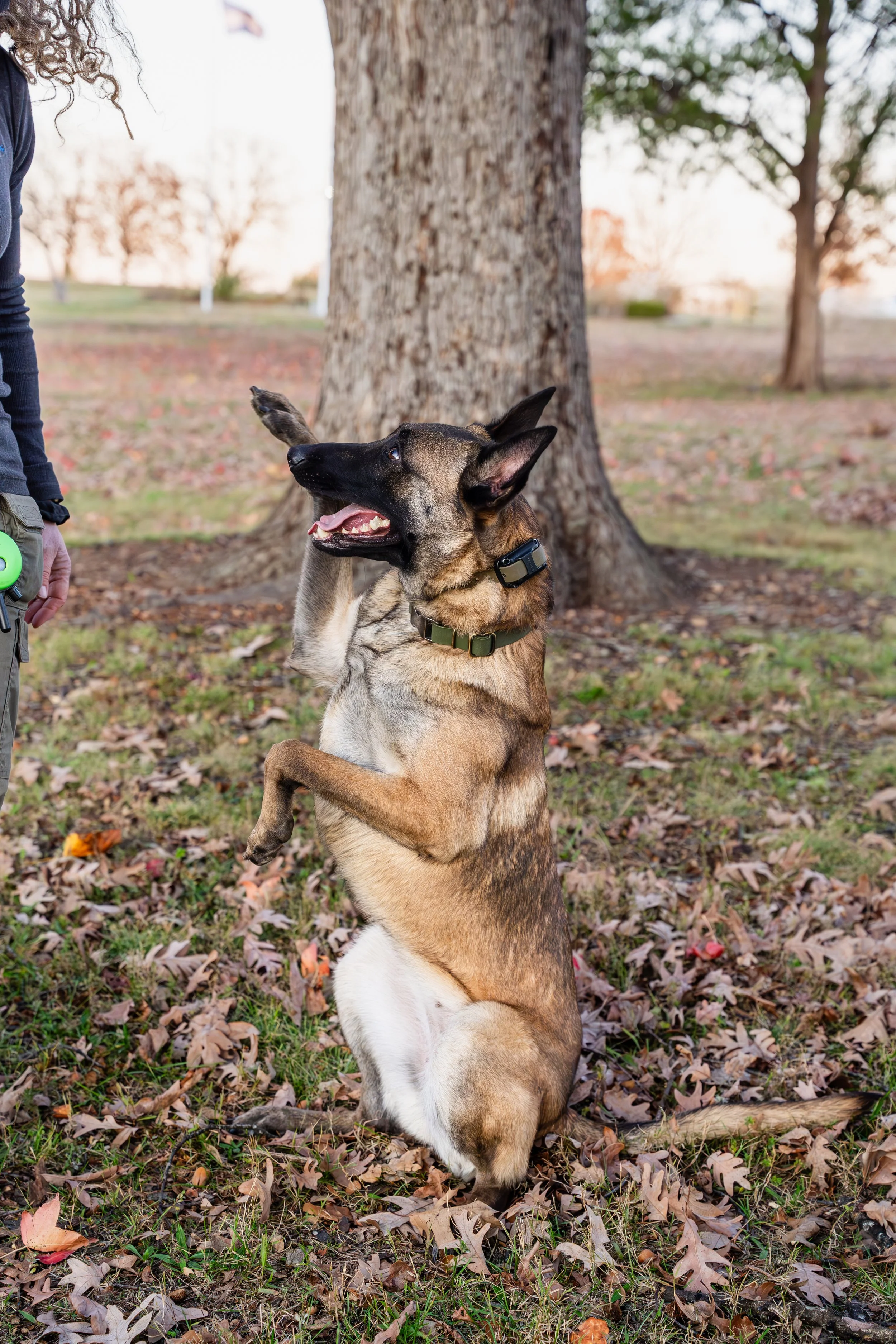 Kristin Sharp Photography - Kristi Anderson & Dogs Nov 2024-119.jpg