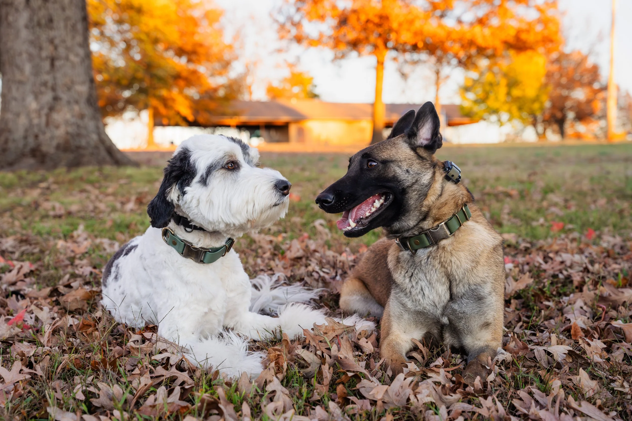 Kristin Sharp Photography - Kristi Anderson & Dogs Nov 2024-58.jpg