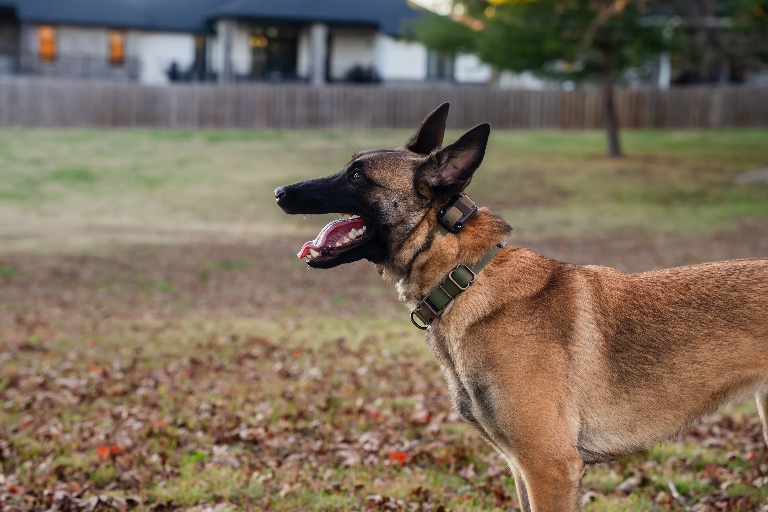 Kristin Sharp Photography - Kristi Anderson & Dogs Nov 2024-37.jpg
