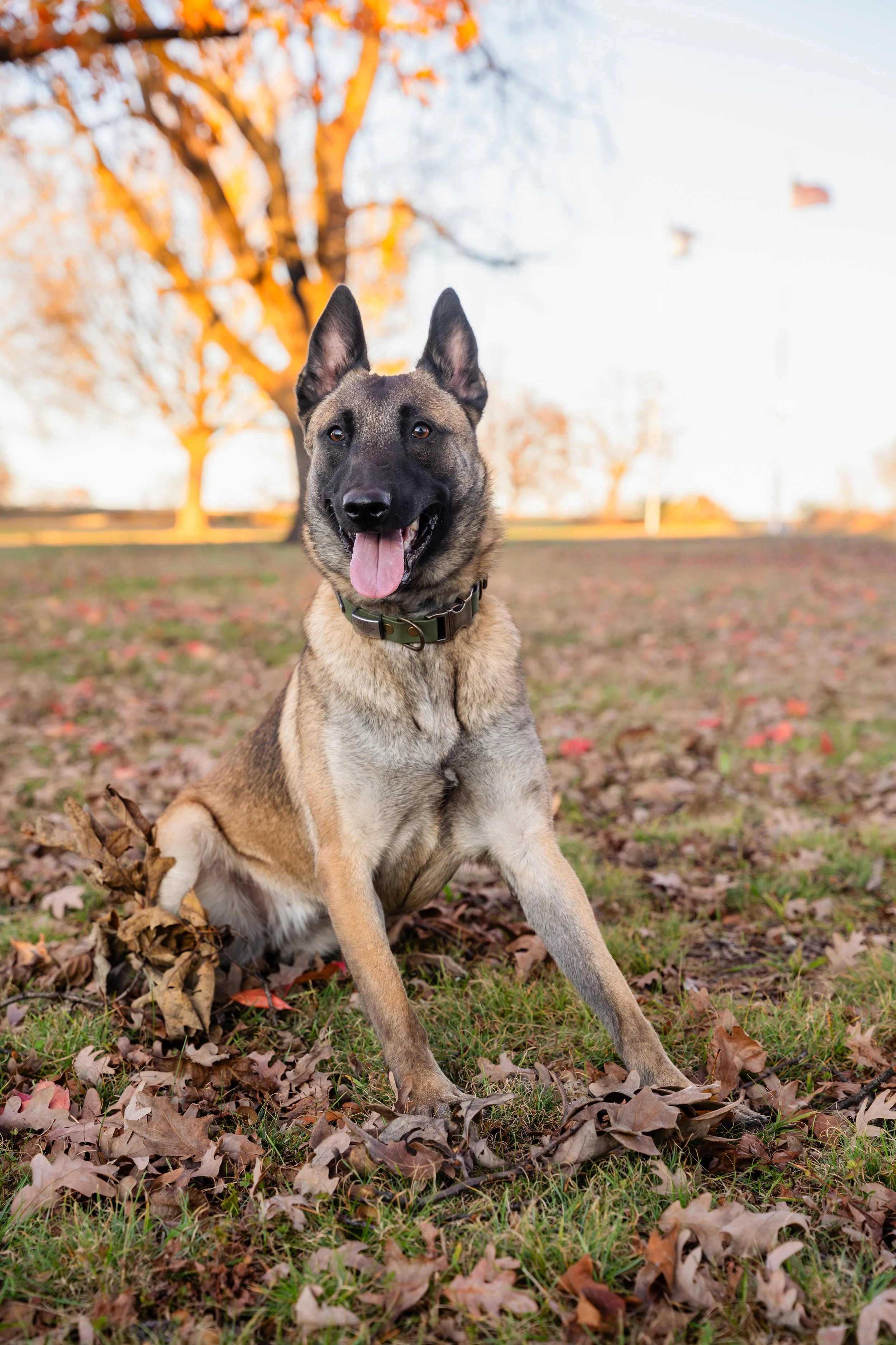 Kristin Sharp Photography - Kristi Anderson & Dogs Nov 2024-46.jpg
