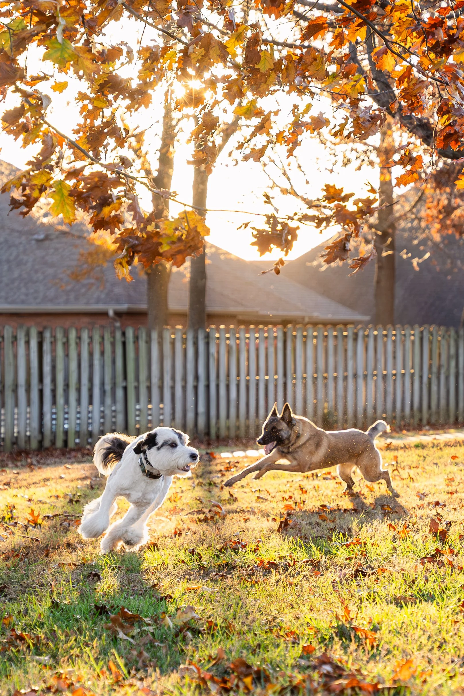 Kristin Sharp Photography - Kristi Anderson & Dogs Nov 2024-2.jpg