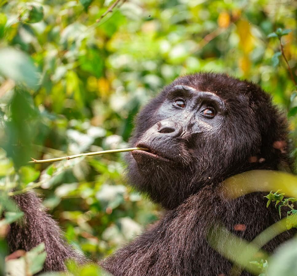 Uganda is one of only three countries in the world where mountain gorillas remain in the wild. There are just over 1000 of the endangered species, and half of them are in Uganda. Gorilla trekking has long been on my bucket list. Getting to trek here 