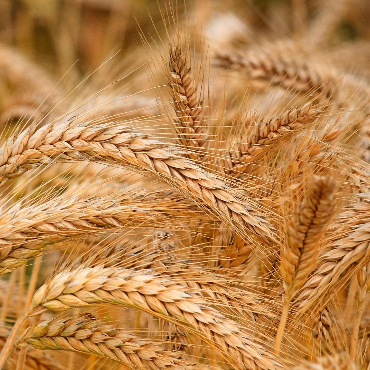 The first golden threads are beginning to take shape 🌾. A whisper of wheat, gathered and hand-woven, marks the start of our very first creation &ndash; all natural, biodegradable, and thoughtfully made so that every element may be cherished, reused,