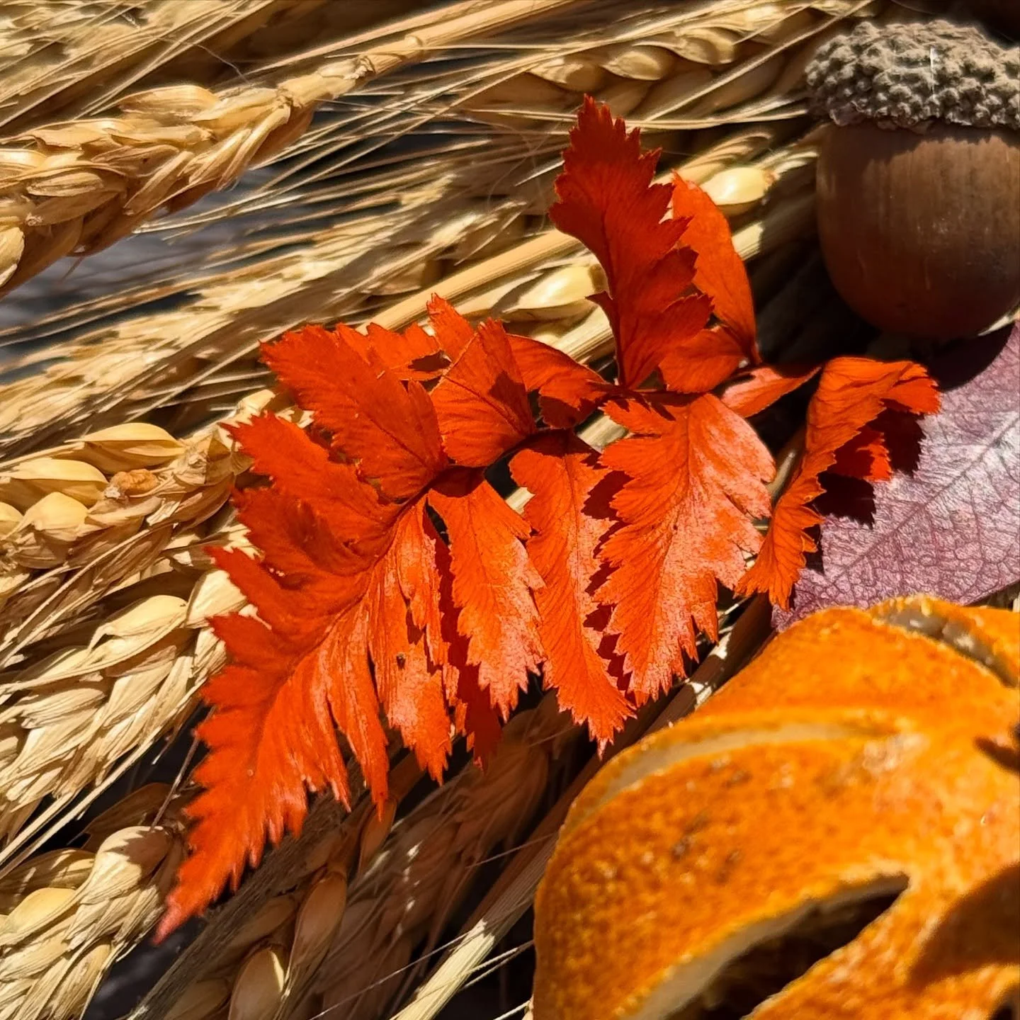 The first whisper of autumn: crimson leaves, pressed and preserved, stitched into a circle that celebrates the season&rsquo;s turning. 🍂 Each wreath will be unique, but always bound by this same palette of harvest warmth and golden light.

#HouseOfH