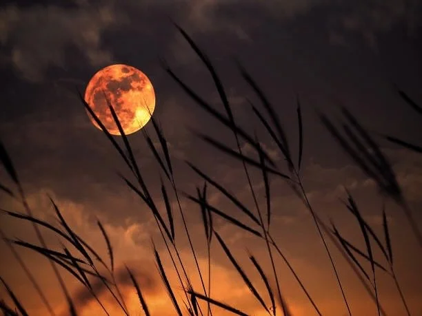 🍎🌑 Tonight, the orchard of the heavens darkens &ndash; a total lunar eclipse veils the moon in shadow, until she glows the colour of embers.

The ancients called it a Blood Moon: a crimson fruit ripened in the sky, a sign of awe and omen. Yet what 