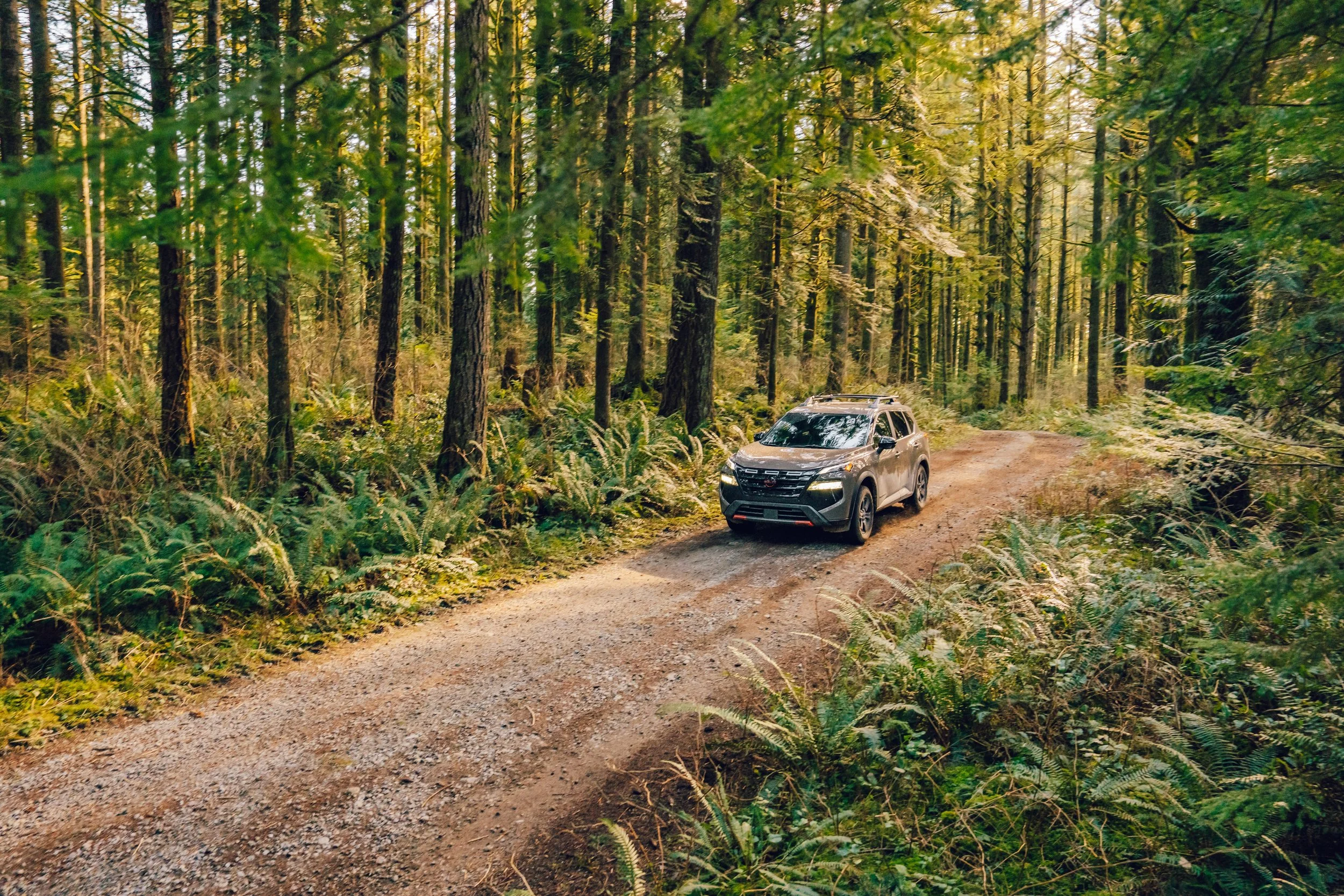 A silver SUV driving on a dirt road through a dense green forest with tall trees and lush ferns.