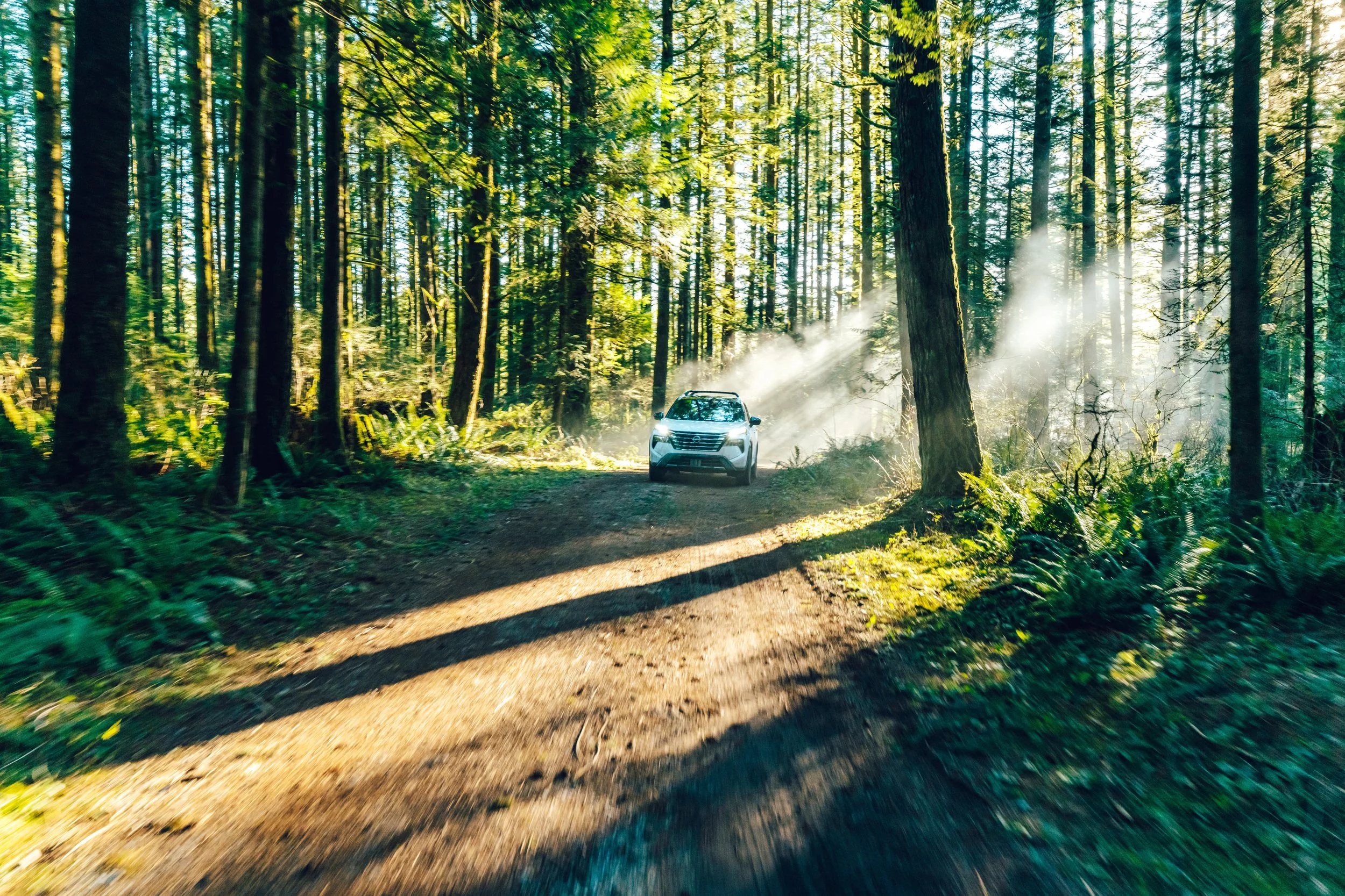A white SUV driving through a dense, sunny forest with tall trees and a dirt path.