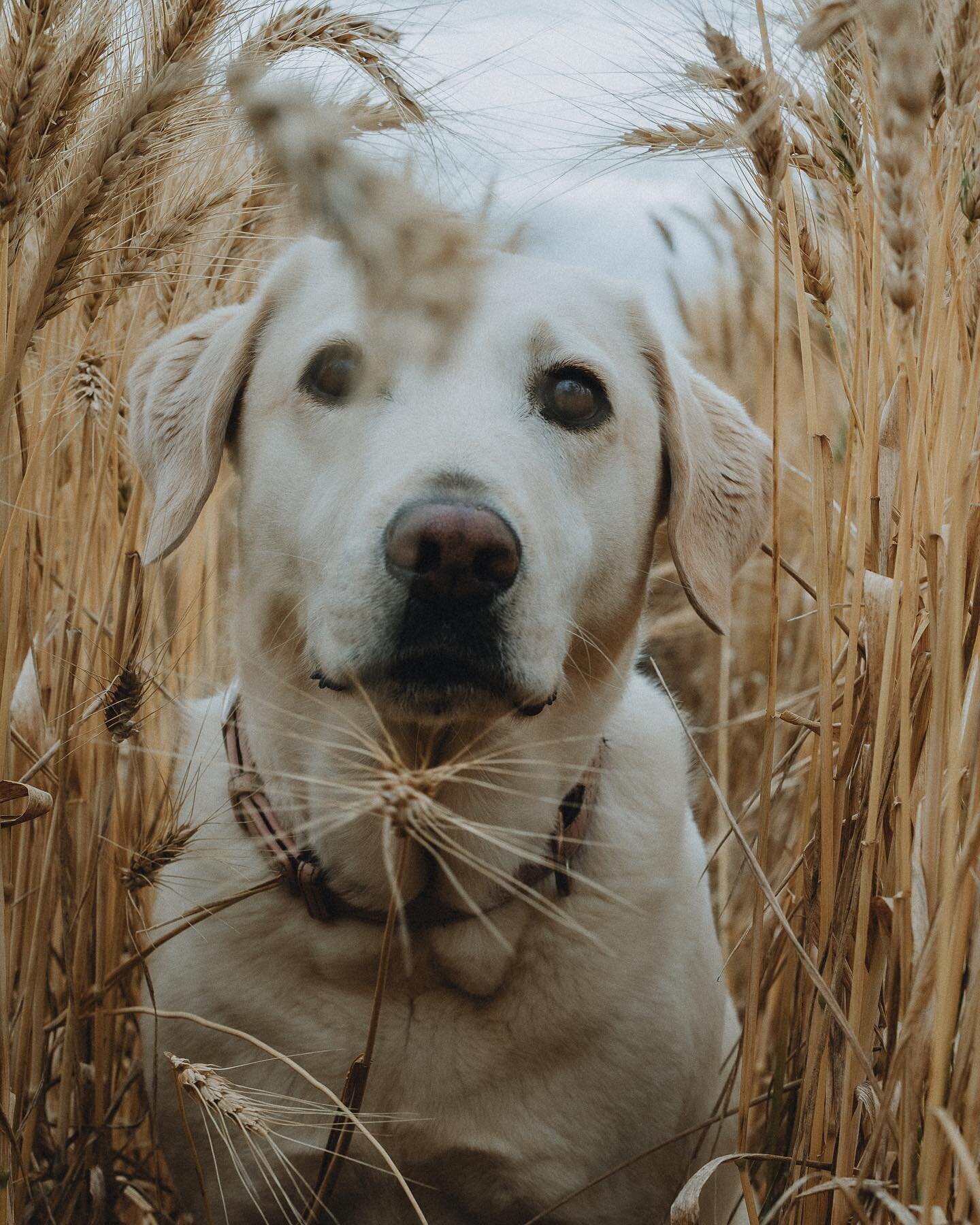 I just needed this photo on my feed because it makes me happy. 🌾

#labradorsofinstagram #labrador #sportinglab #quastagriculturalco #harvest22 #wheat22 #australianwheat