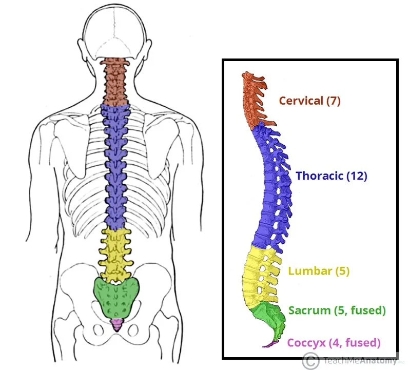 Photo looking at the different parts of the spine or vertebral column