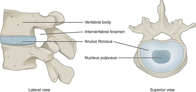 Image of the intervertebral disc