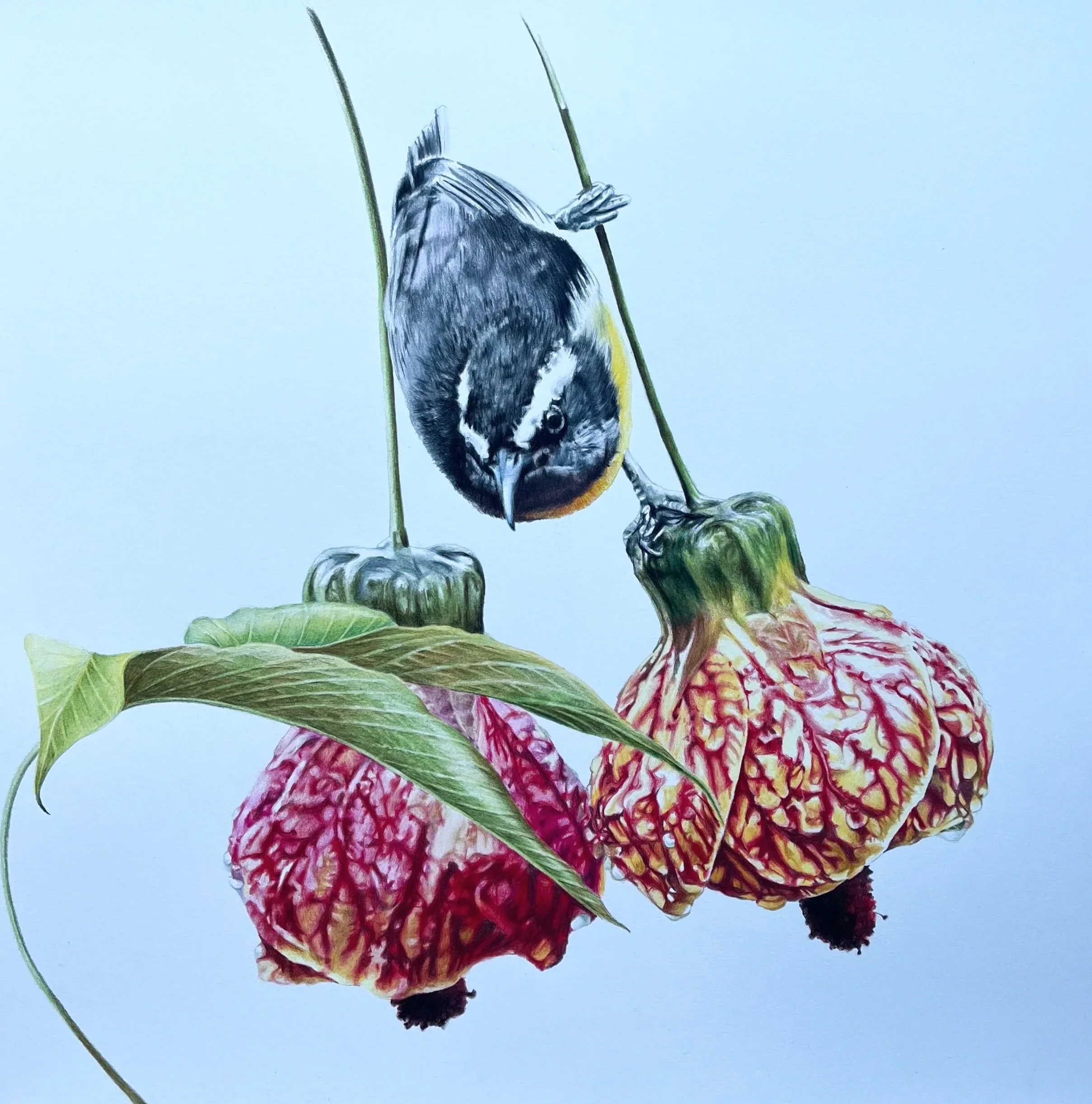   Little Acrobat   Colored Pencil  22" x 22"    $425 in Black metal Frame. 