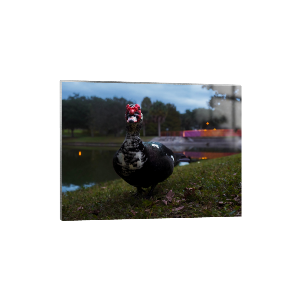 metalprint_rectangle3_4_346_0_5546_4160_0_false_ffffff_0_0.png