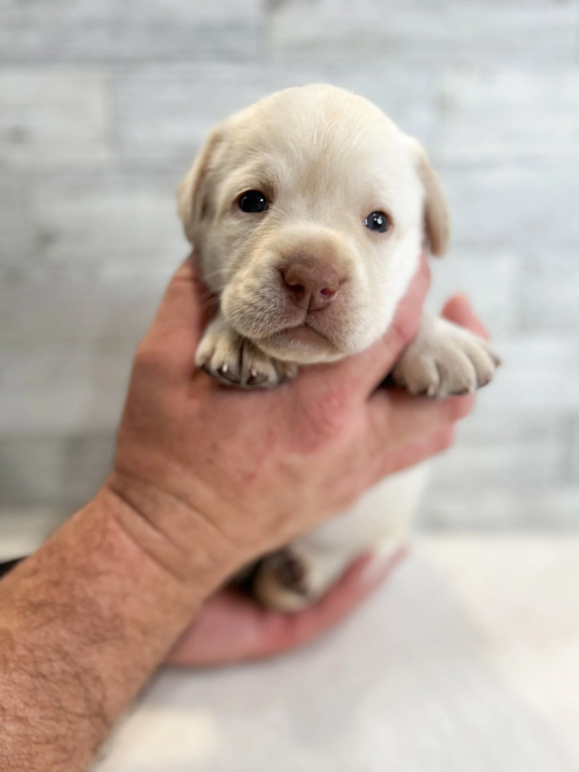 Champagne lab puppy, champagne lab puppies in arizona, dilute Labrador retriever puppies
