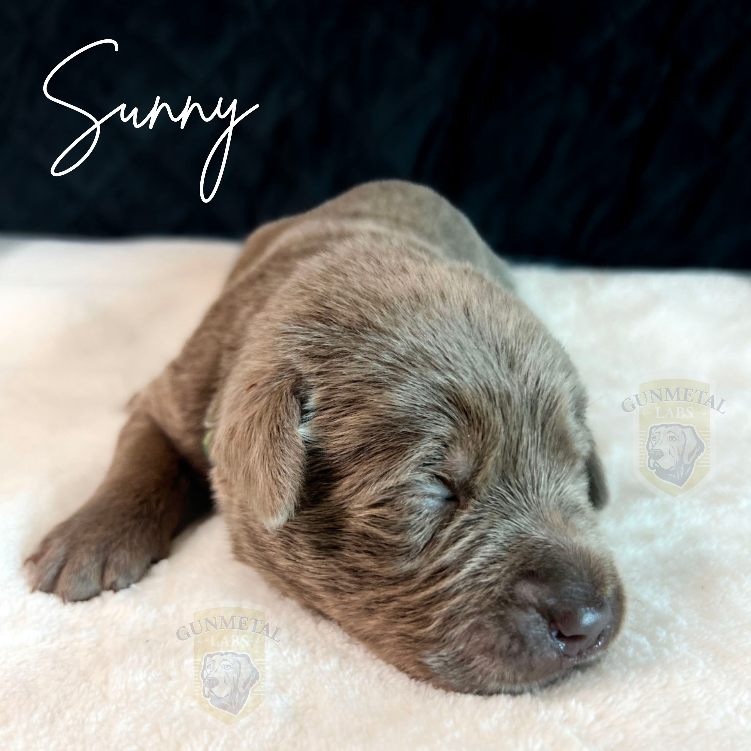 English silver lab puppy, English lab puppy in arizona