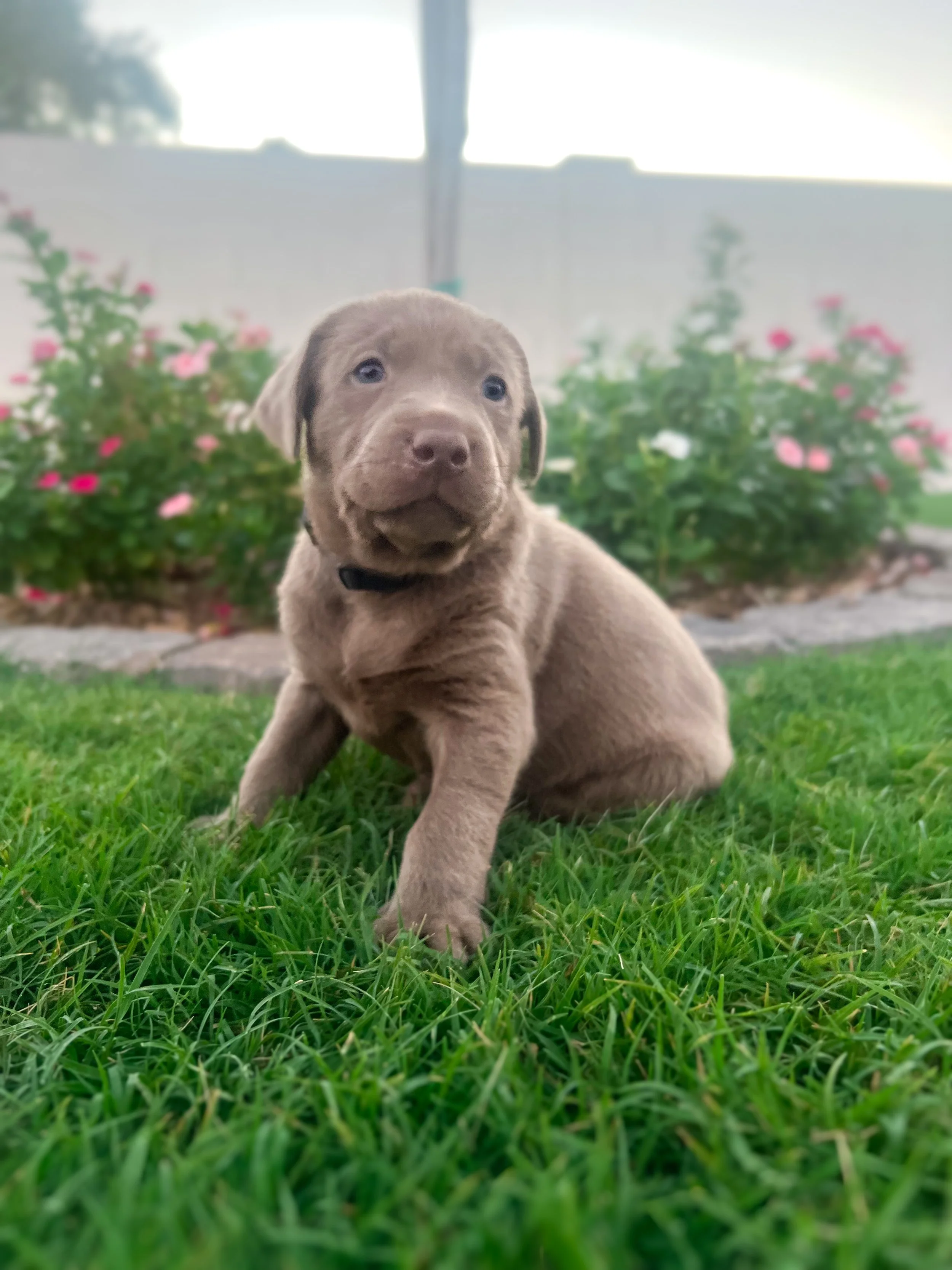 Silver lab puppy near me