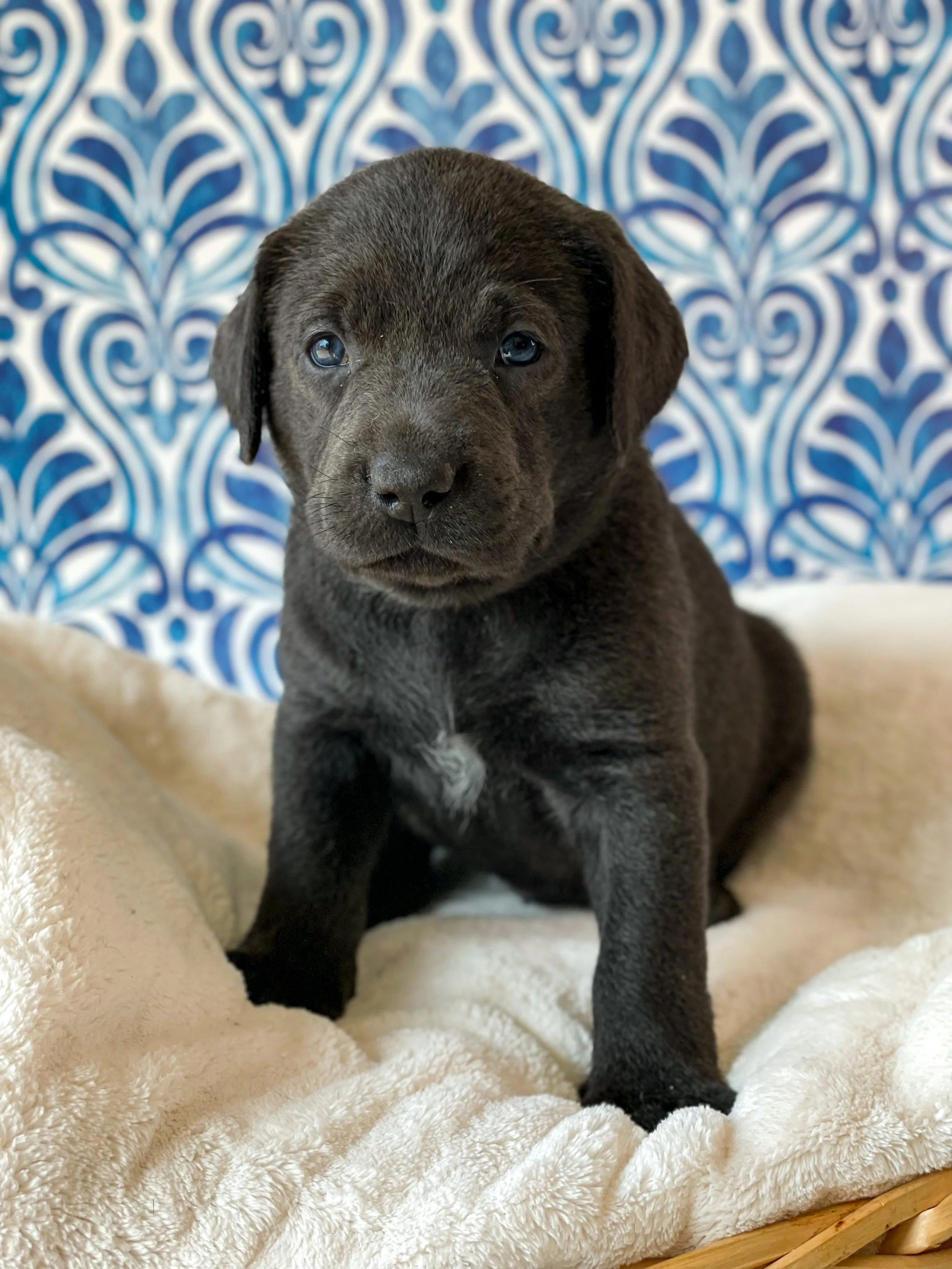 Charcoal lab puppy, charcoal labs in arizona