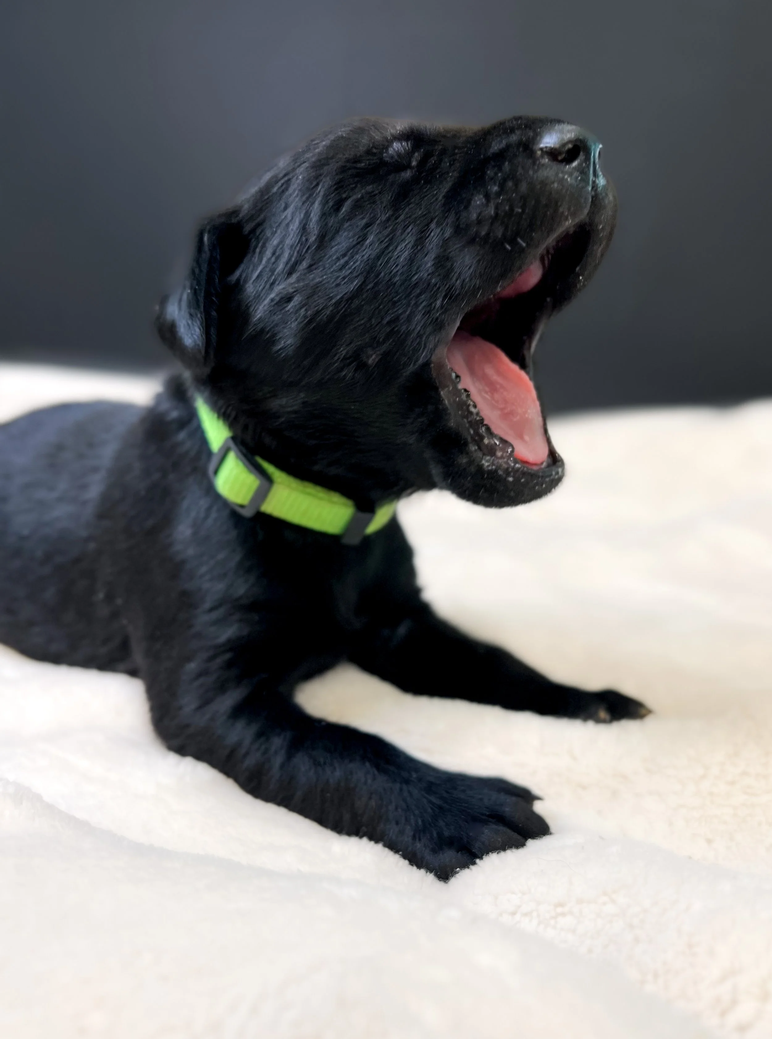 Black lab puppies arizona, black labs in arizona, Arizona Labrador retrievers