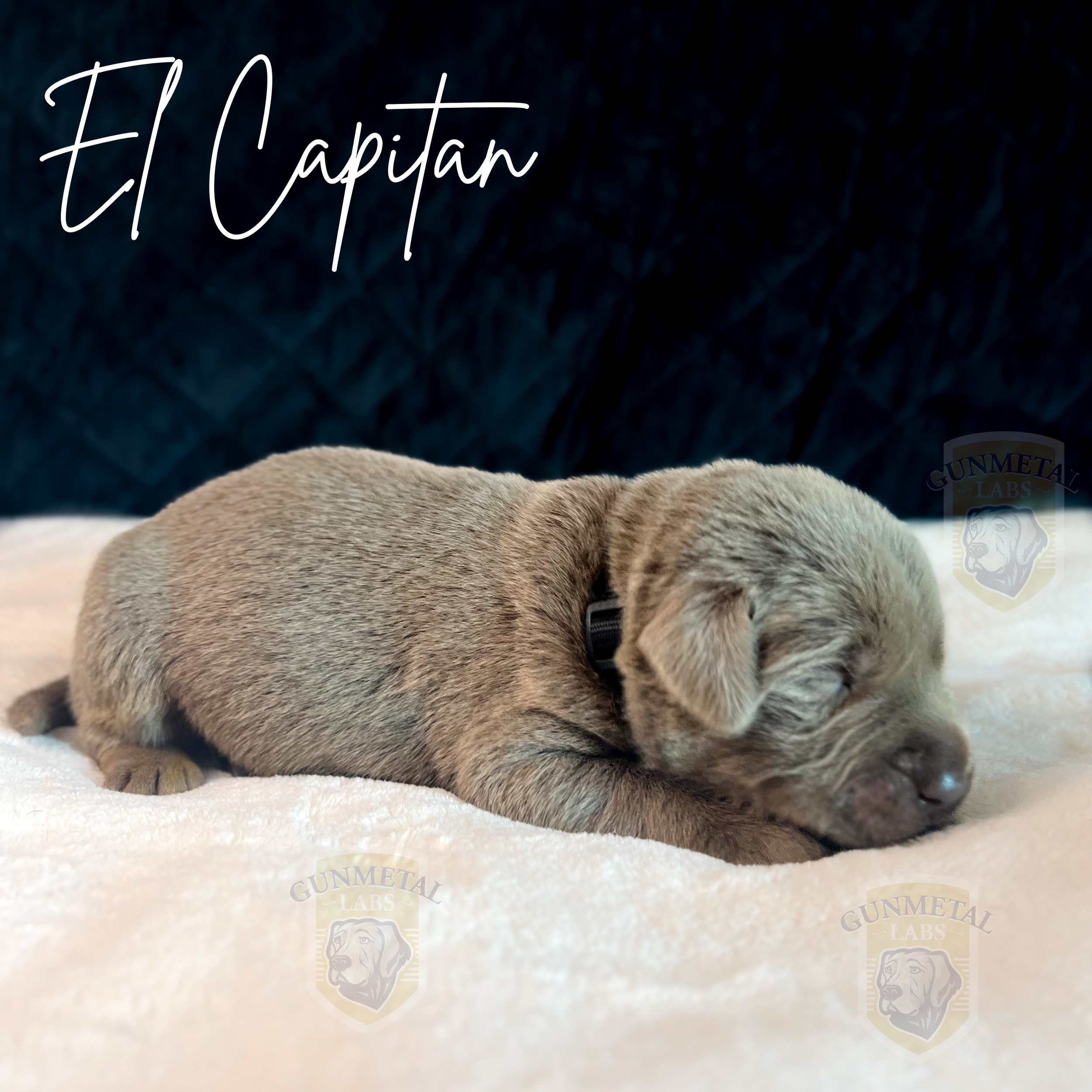 Male silver lab puppy for sale arizona