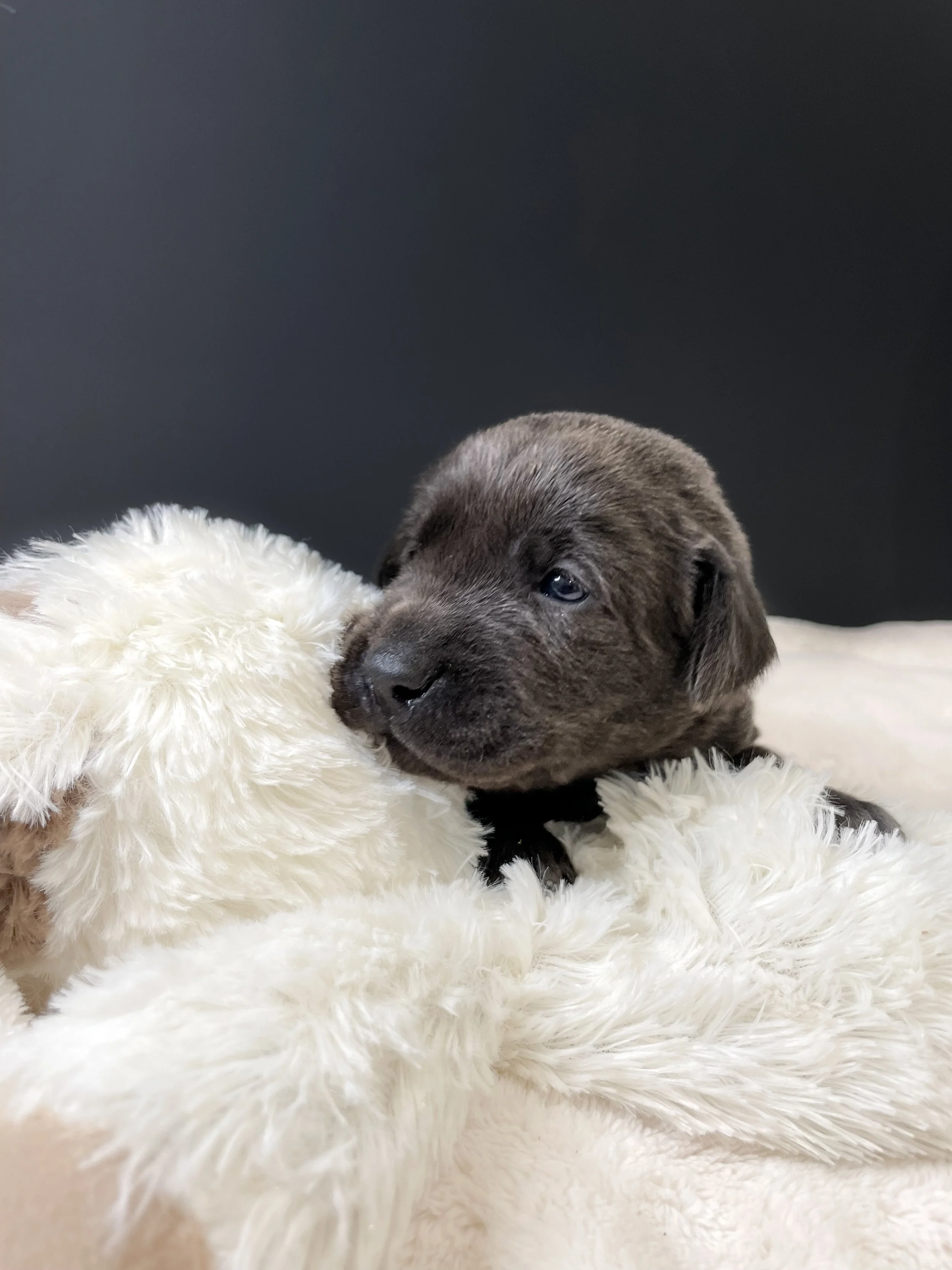 Charcoal lab puppies in arizona, charcoal labrador retriever puppy, charcoal labs