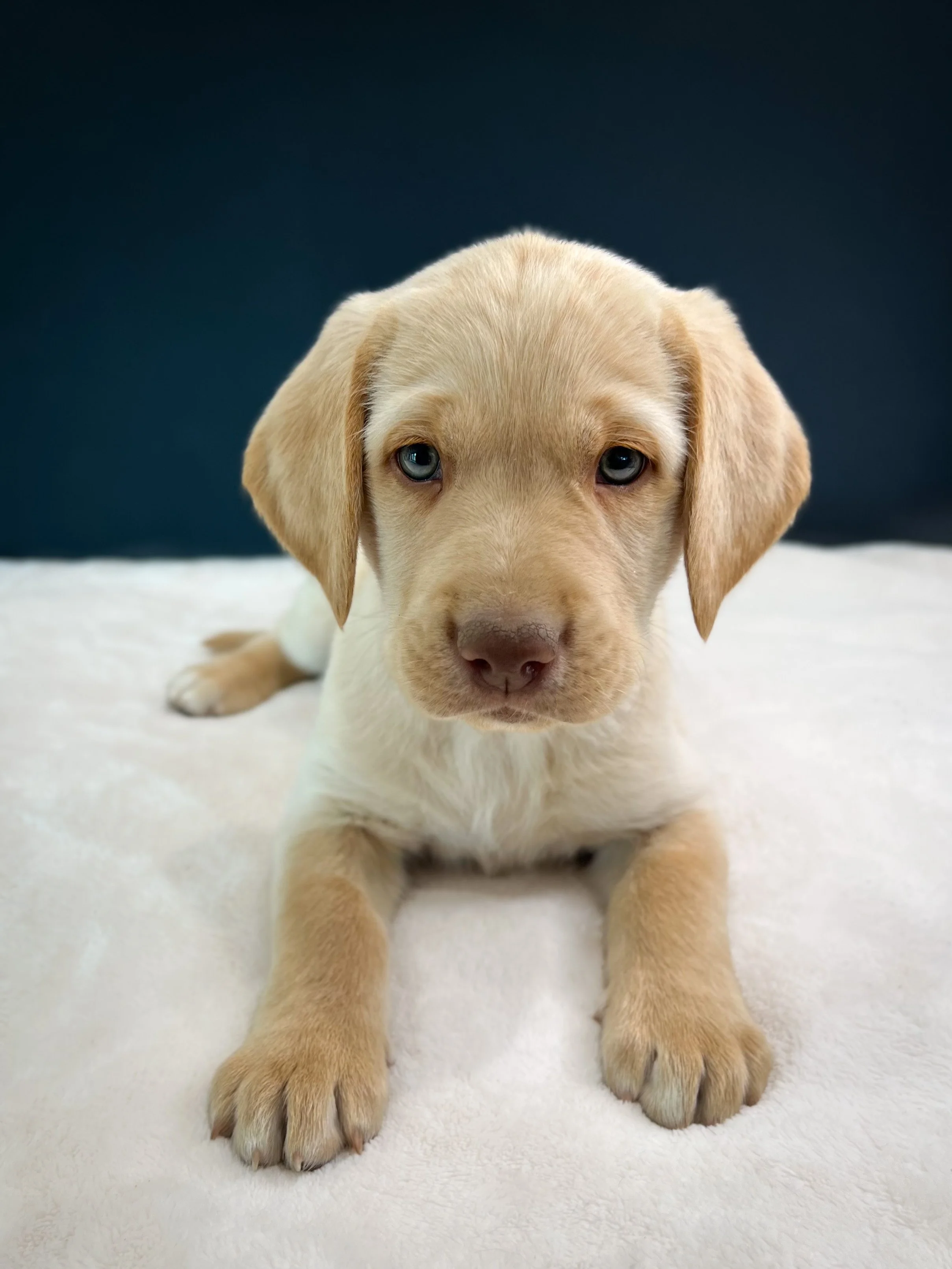 Yellow lab puppies for sale arizona, az Labrador retriever puppies, Labrador retriever breeders az