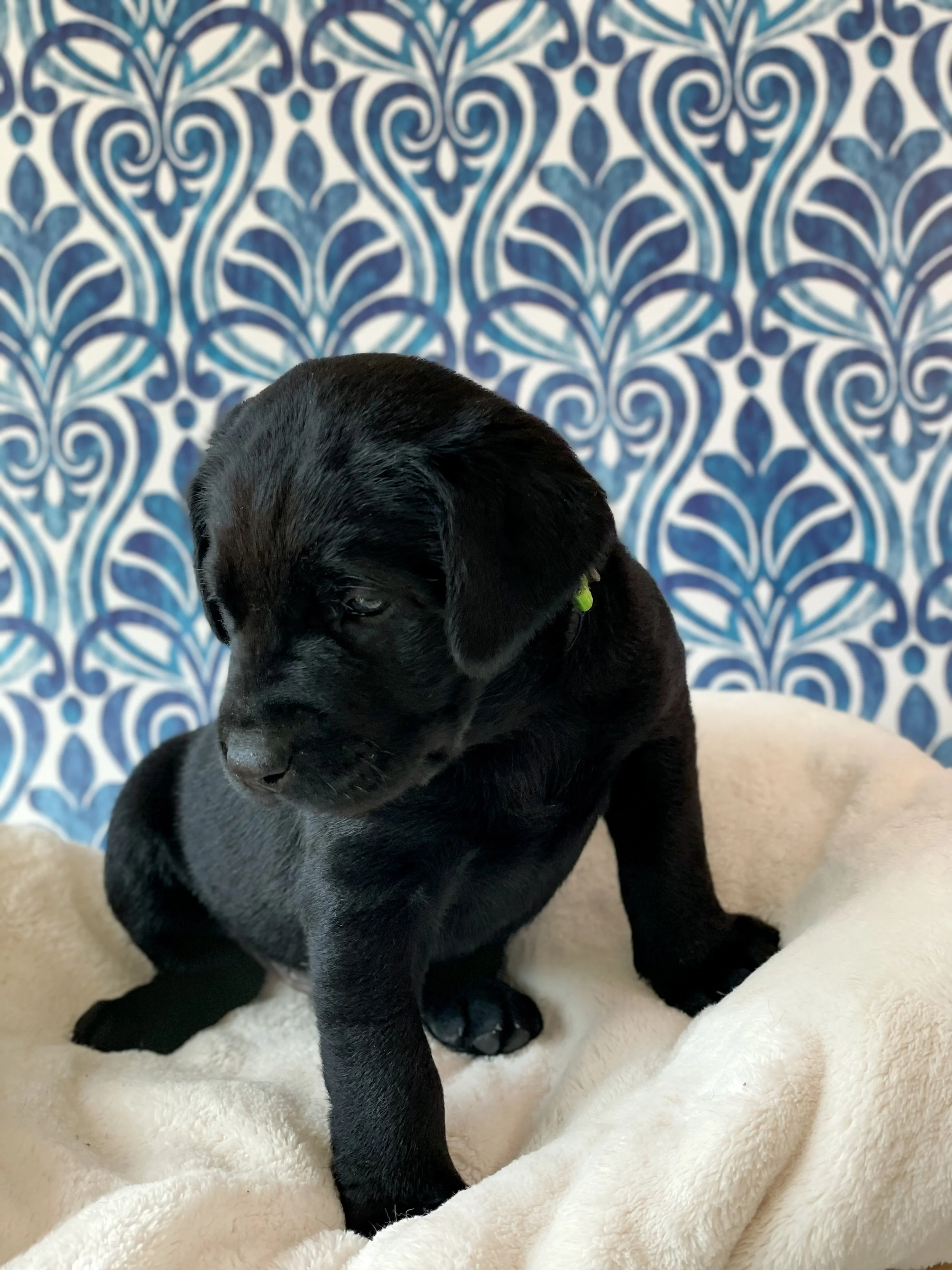 Black lab puppies arizona, black labs in arizona, Arizona Labrador retrievers