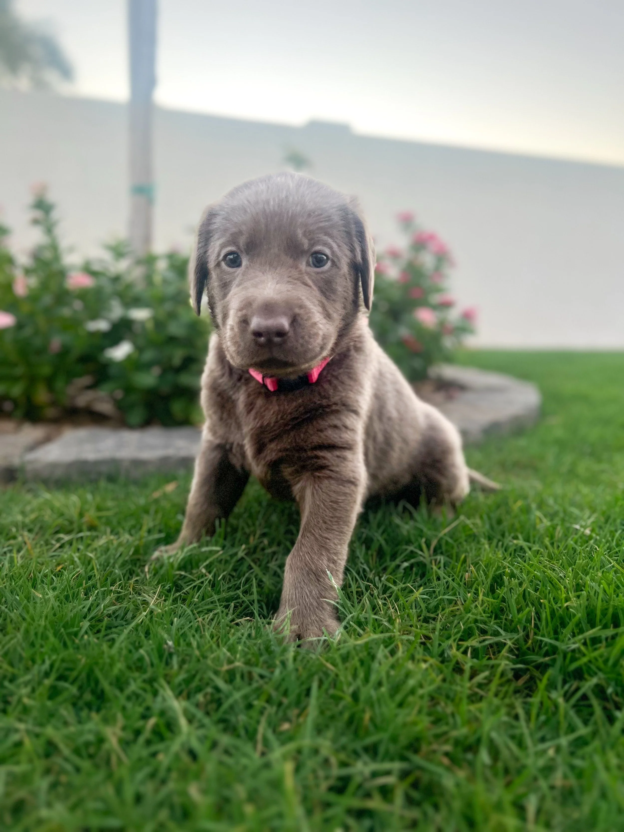 Silver lab puppy Arizona