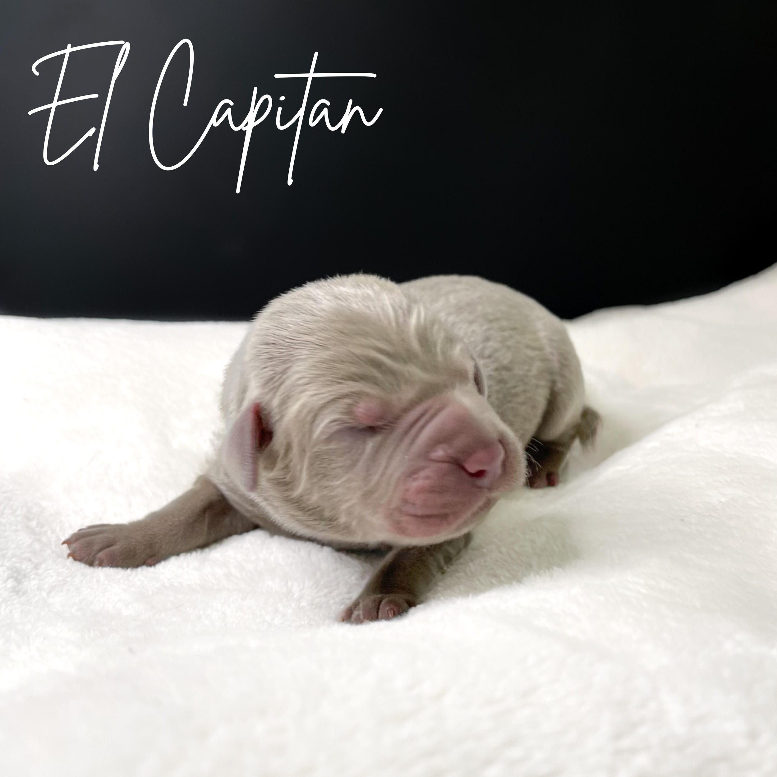 Silver lab puppies arizona, az silver lab breeder, silver lab puppies for sale