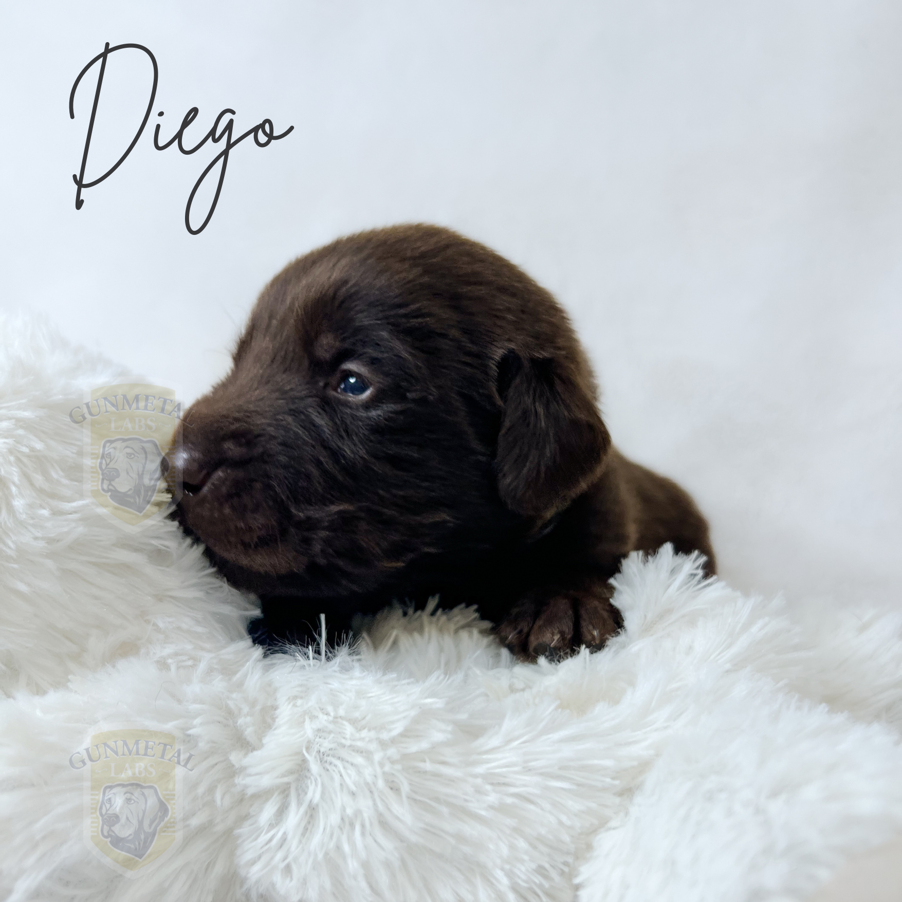 English chocolate lab