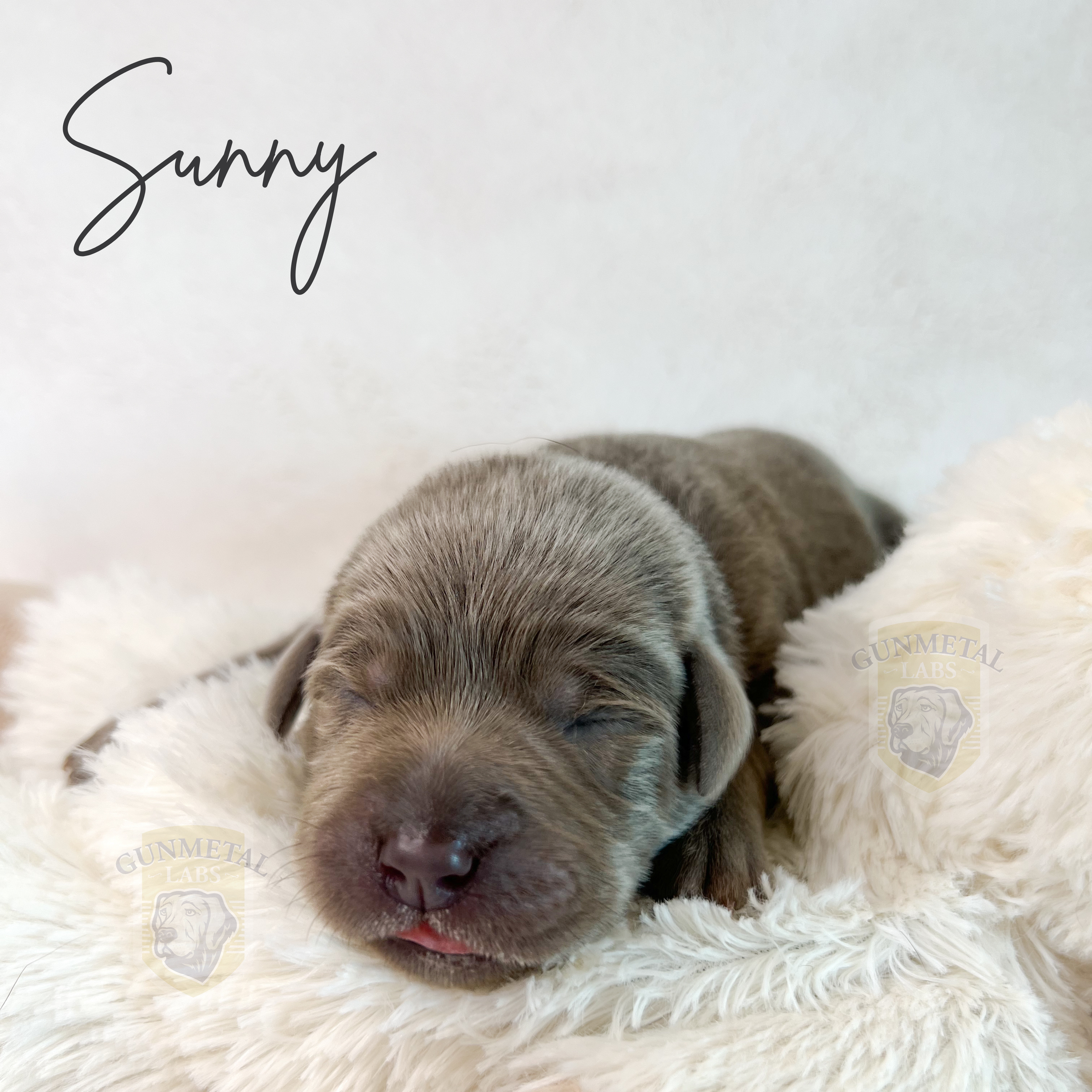 English silver lab puppy, English lab puppy in arizona