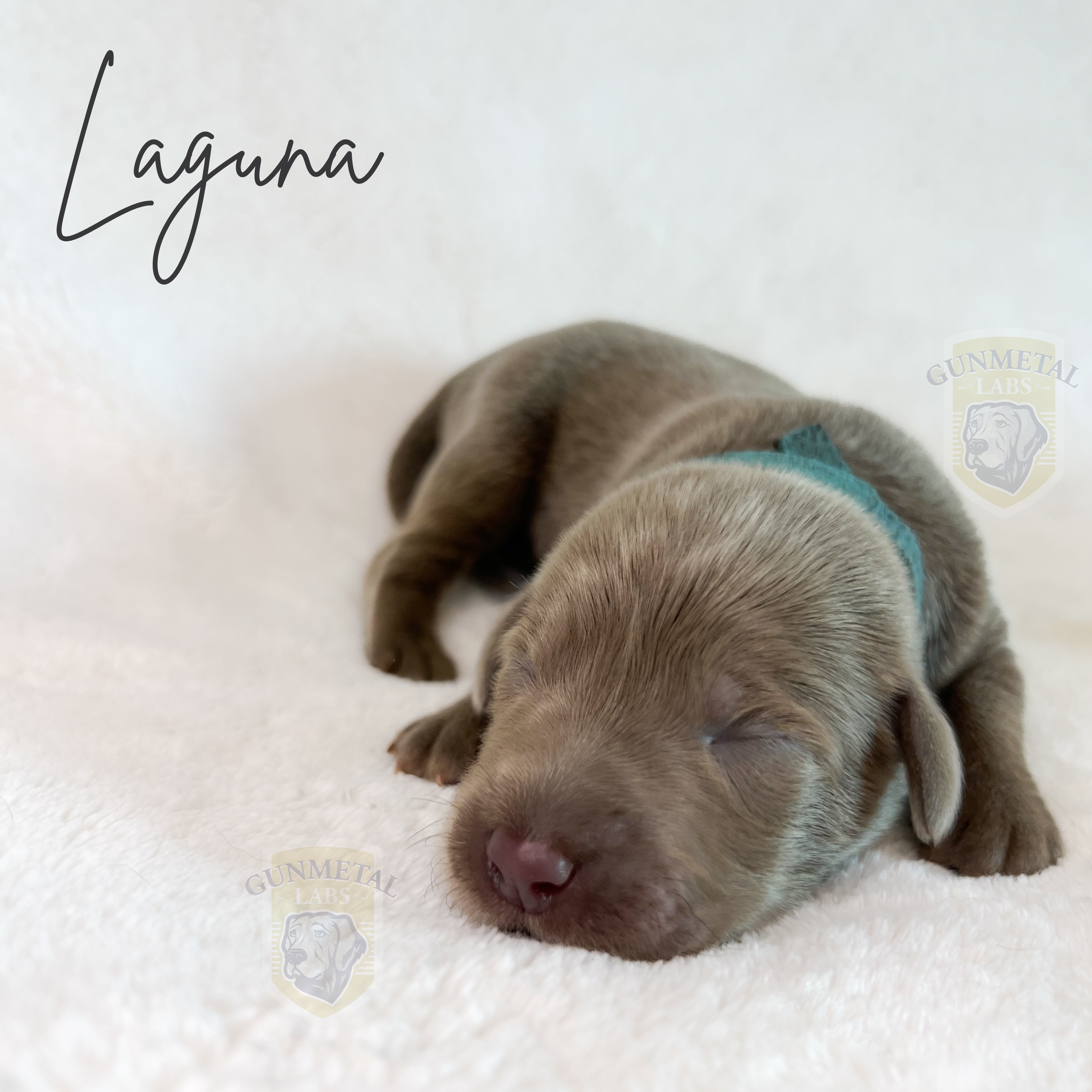 Silver lab at puppy 1 week old