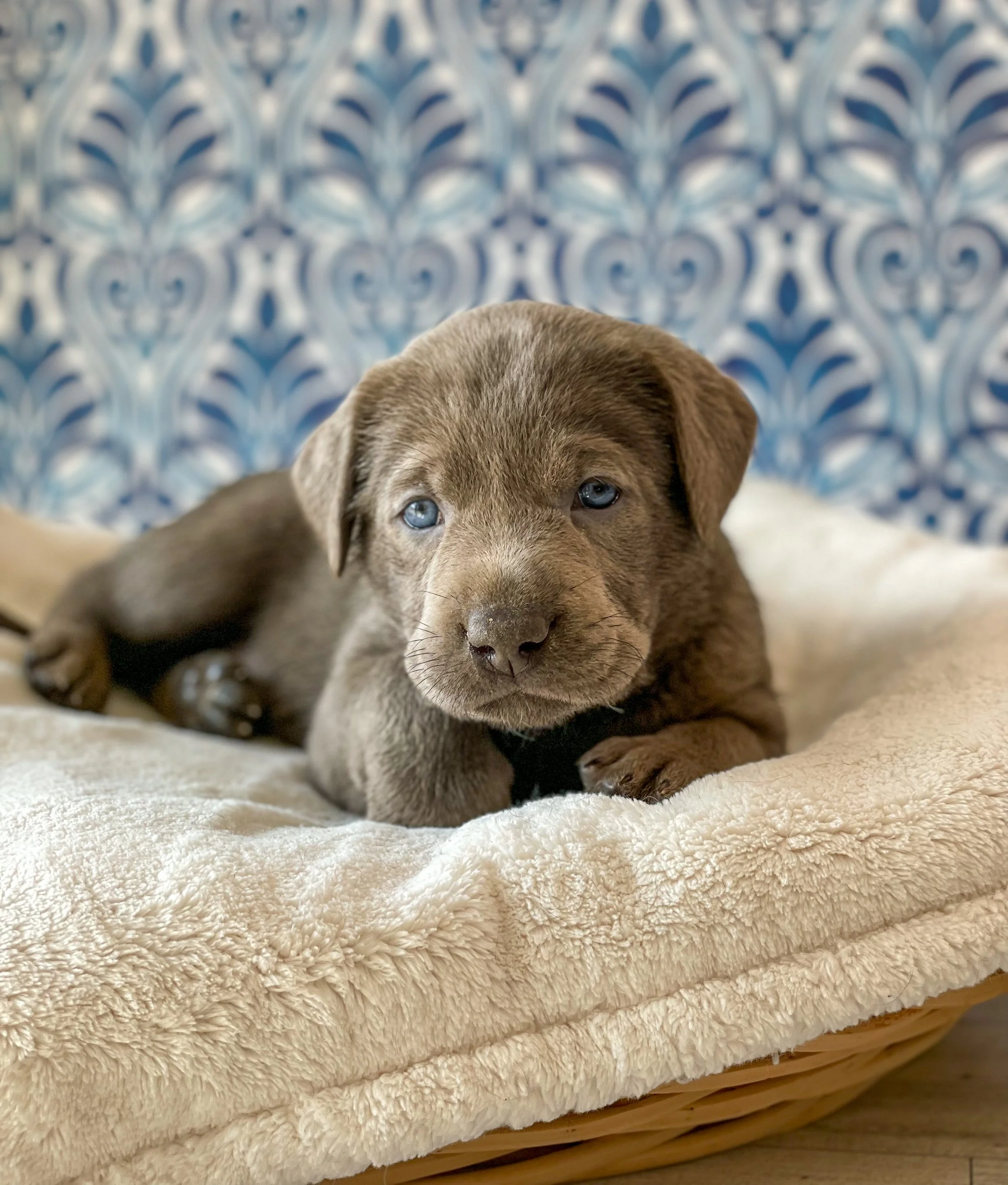 Silver lab puppy arizona, silver lab puppies in arizona, silver labs Phoenix, silver Labrador retriever puppies in arizona