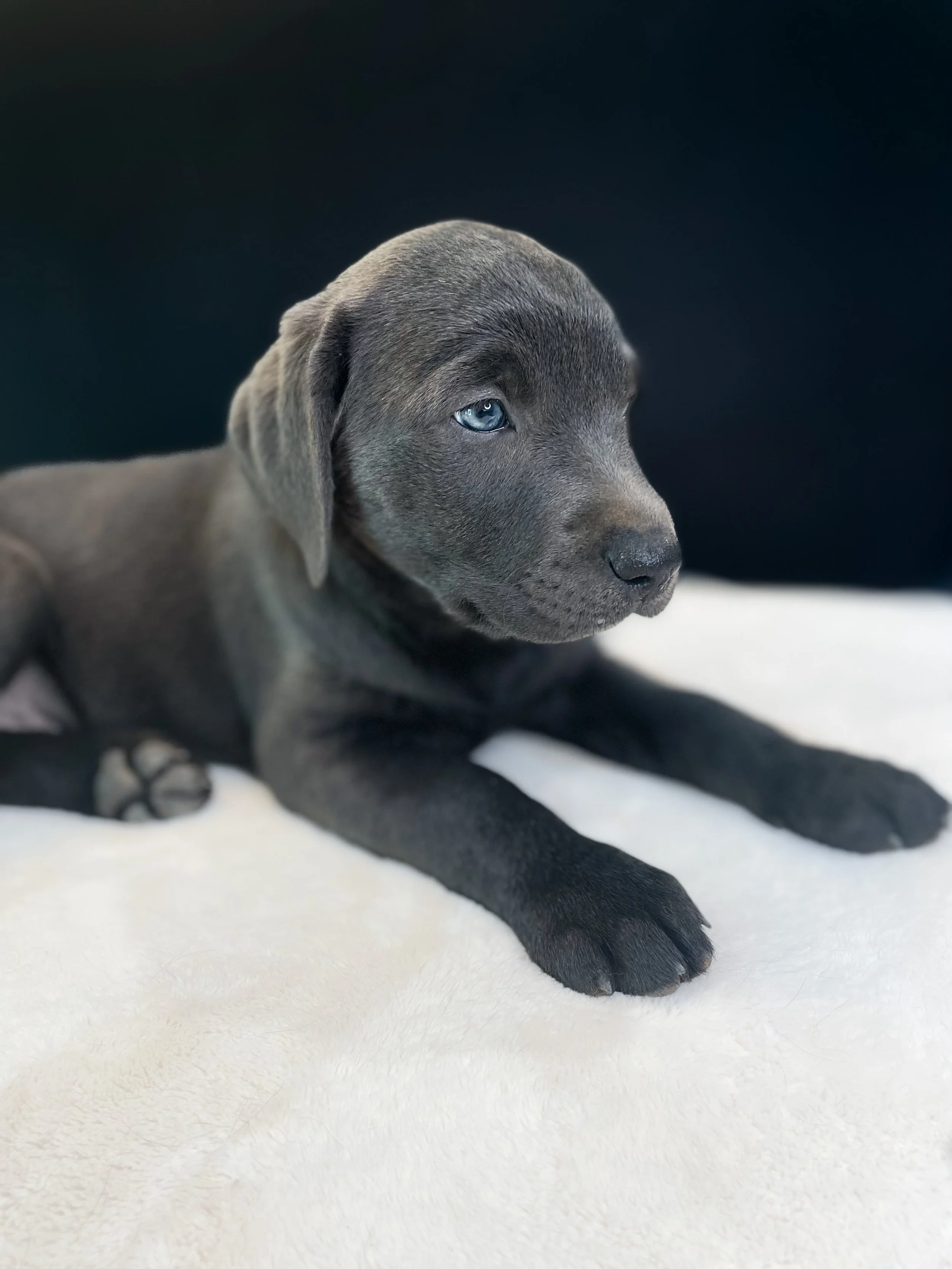 Charcoal Labrador retriever in Arizona, charcoal lab puppies in Arizon