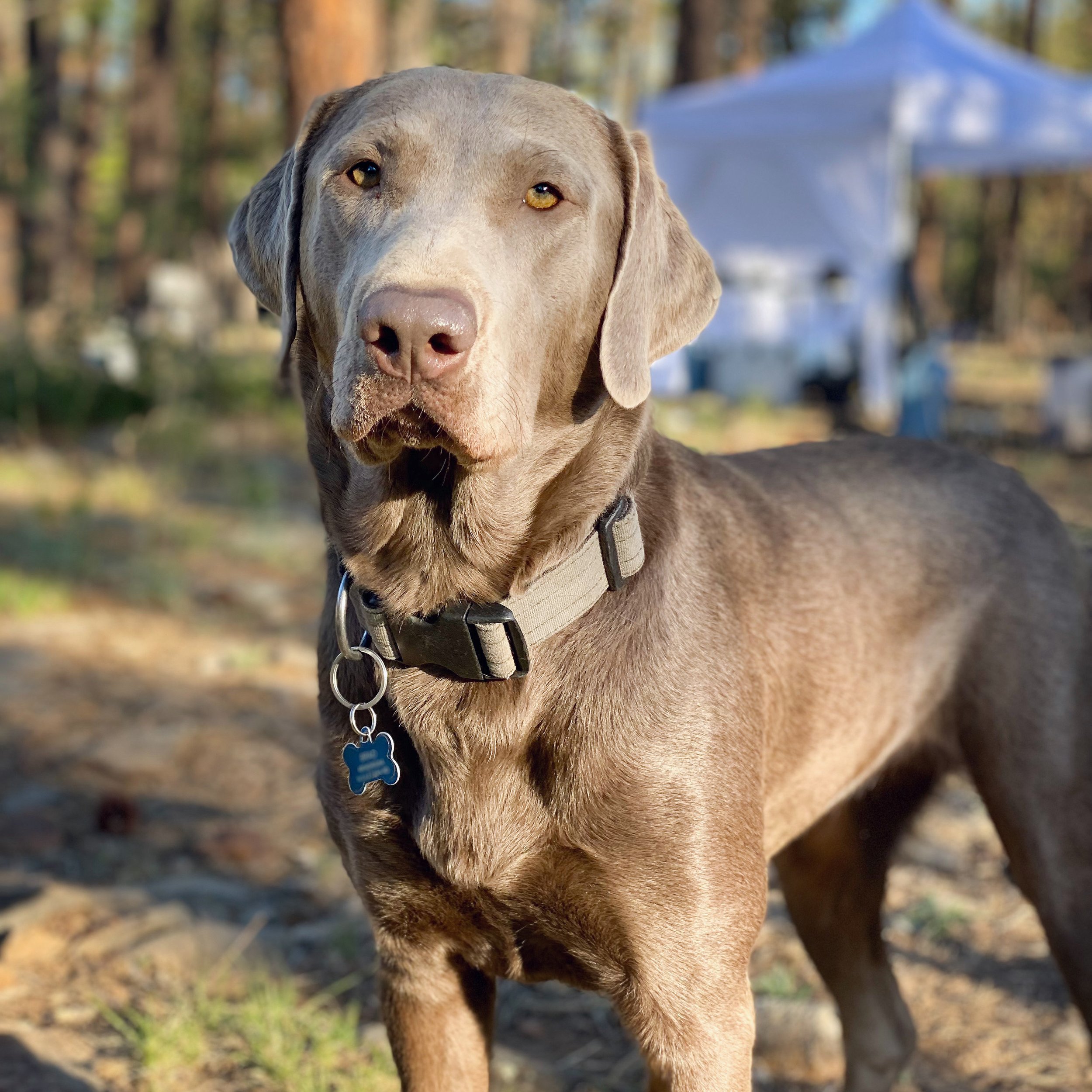 Silver-Lab-Breeder-Arizona-Gunmetal-Labs-Mesa-Maya.jpg