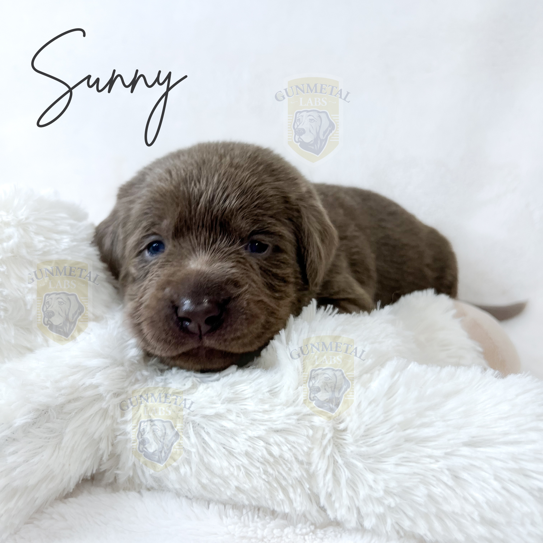 English silver lab puppy, English lab puppy in arizona