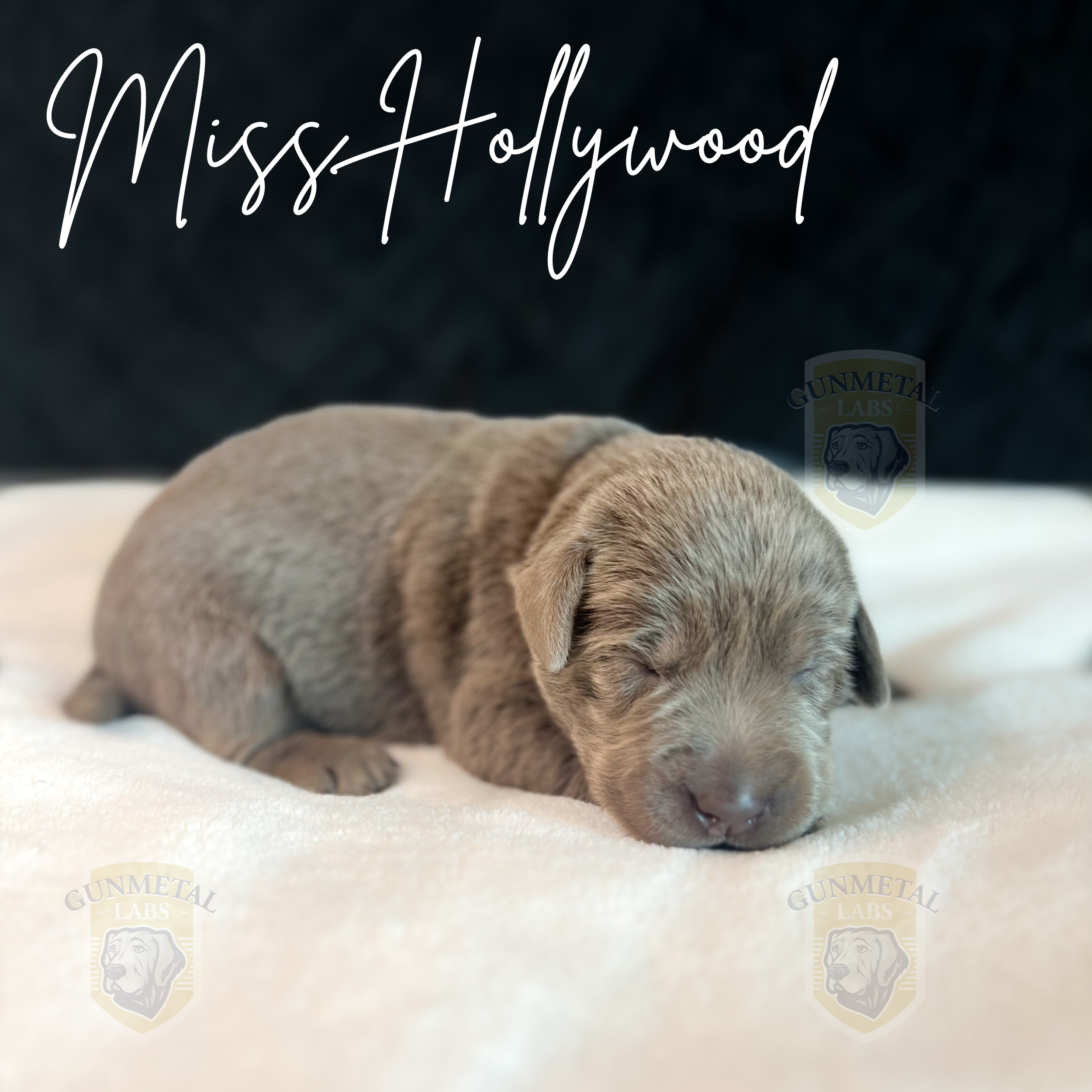 Silver lab puppy for sale in Arizona,California Dreamin litter
