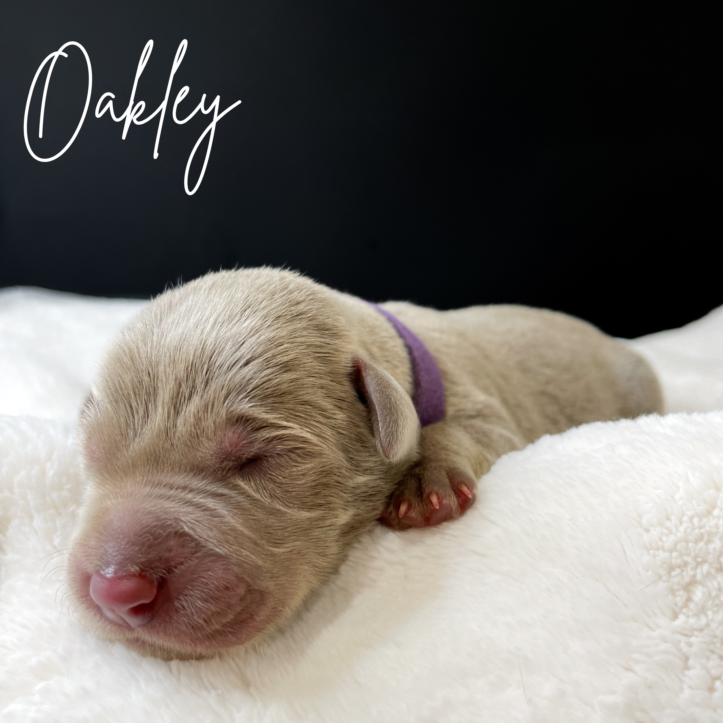 silver lab puppy, arizona silver lab puppy, silver lab puppy breeder, silver lab puppy for sale