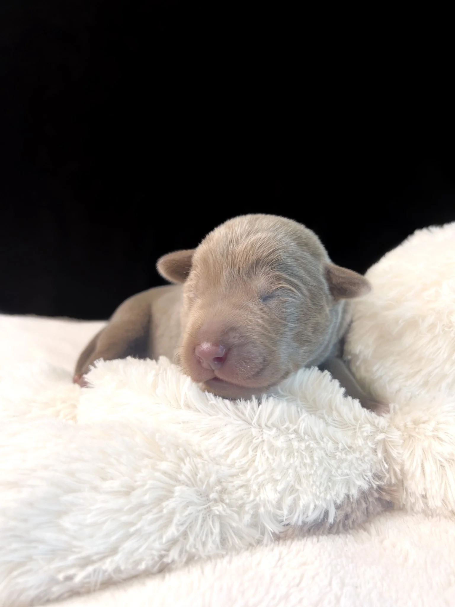 Silver lab puppy for sale in Arizona,California Dreamin litter