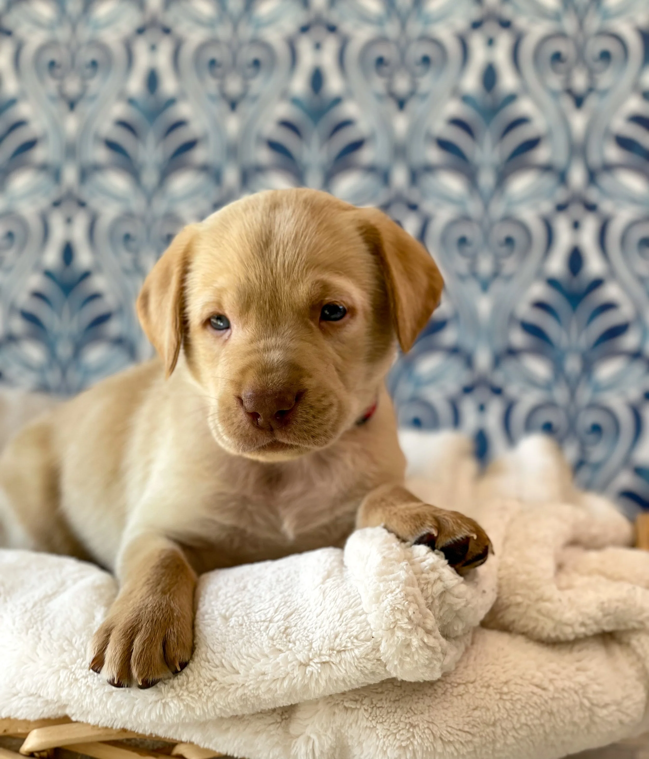Yellow lab puppies for sale arizona, az Labrador retriever puppies, Labrador retriever breeders az