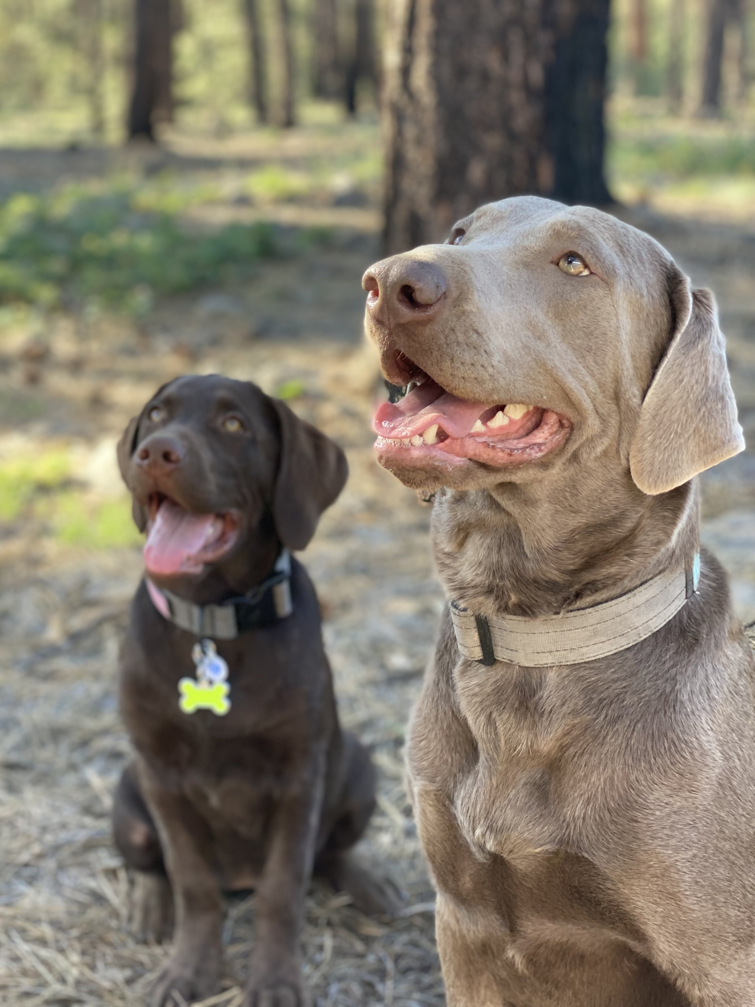 Silver Lab and Chocolate Lab Maya and Benelli.jpg