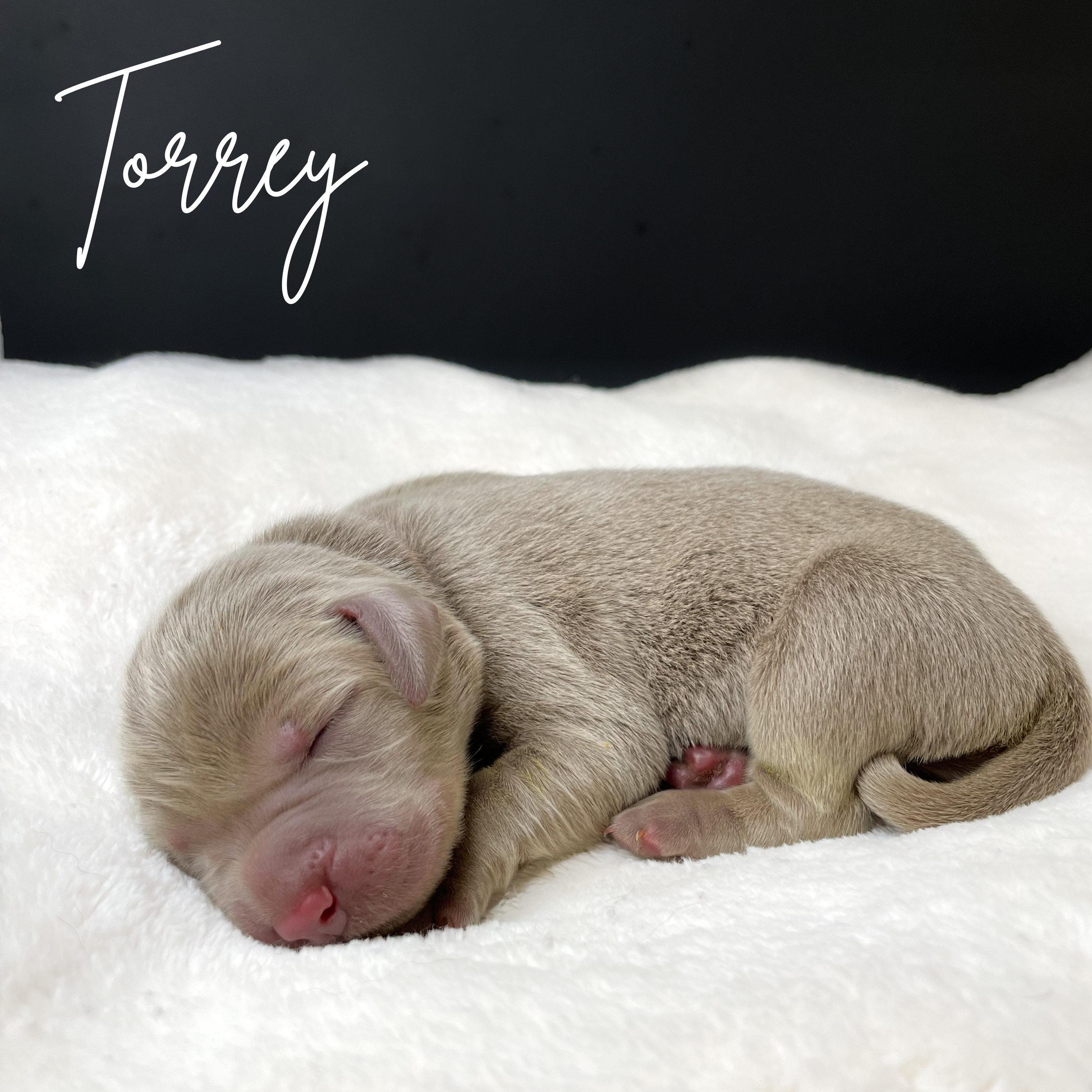 Silver lab puppy az, Labrador retriever puppies az, Phoenix labrador